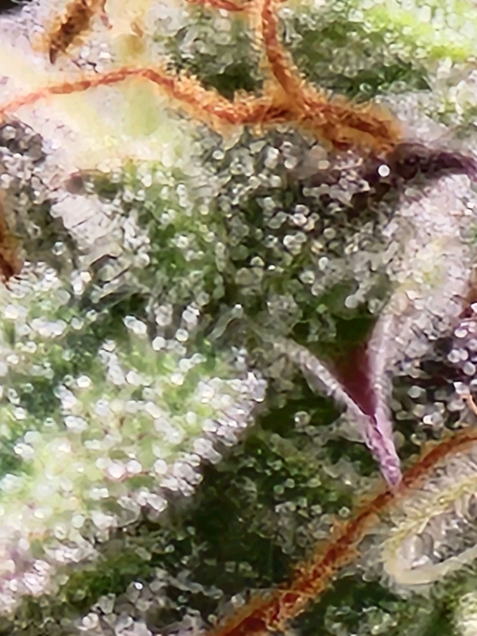 Critical Purple Auto growlog photo 93