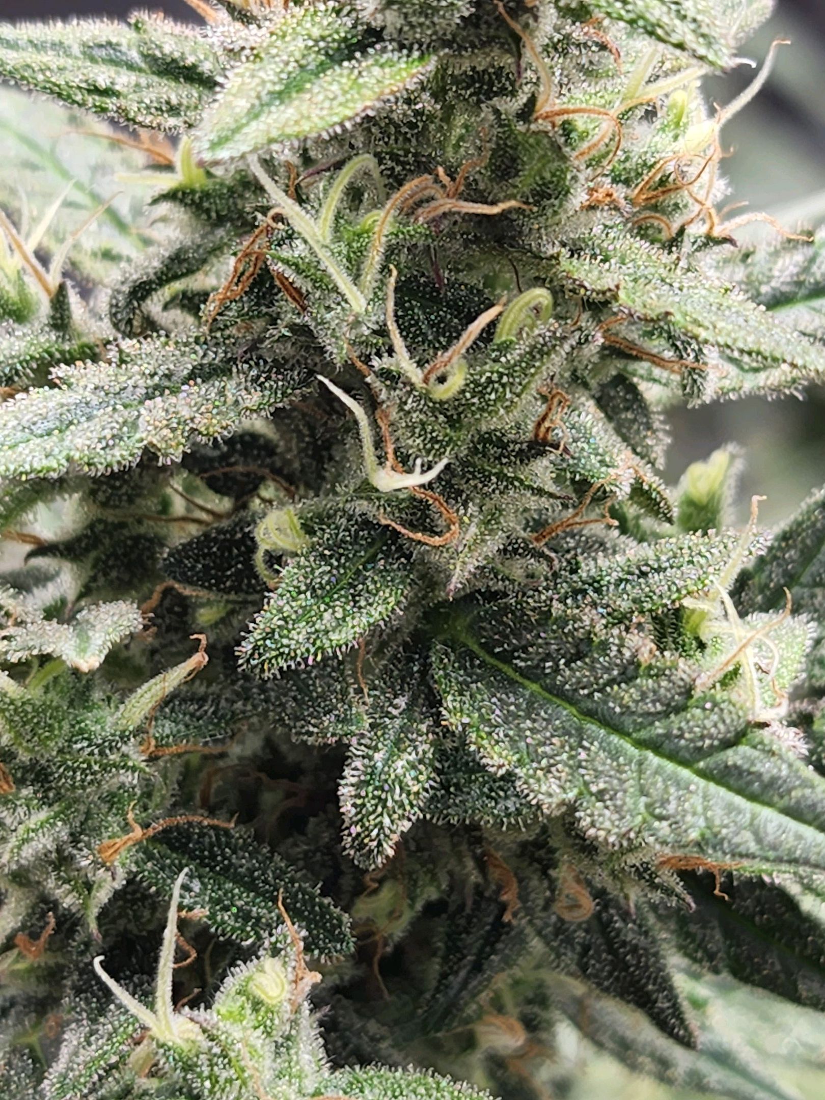 Critical Purple Auto growlog photo 97