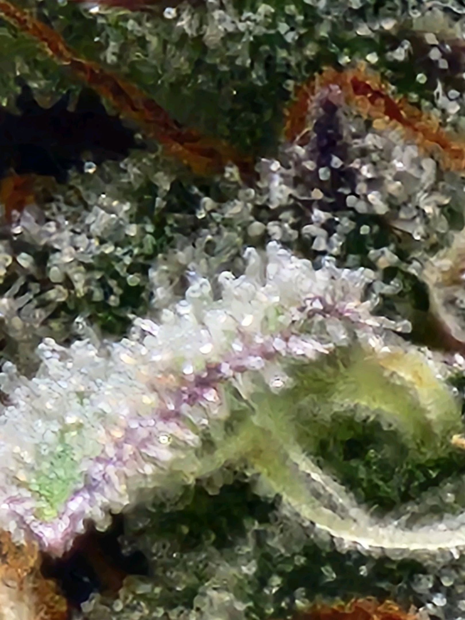 Critical Purple Auto growlog photo 102