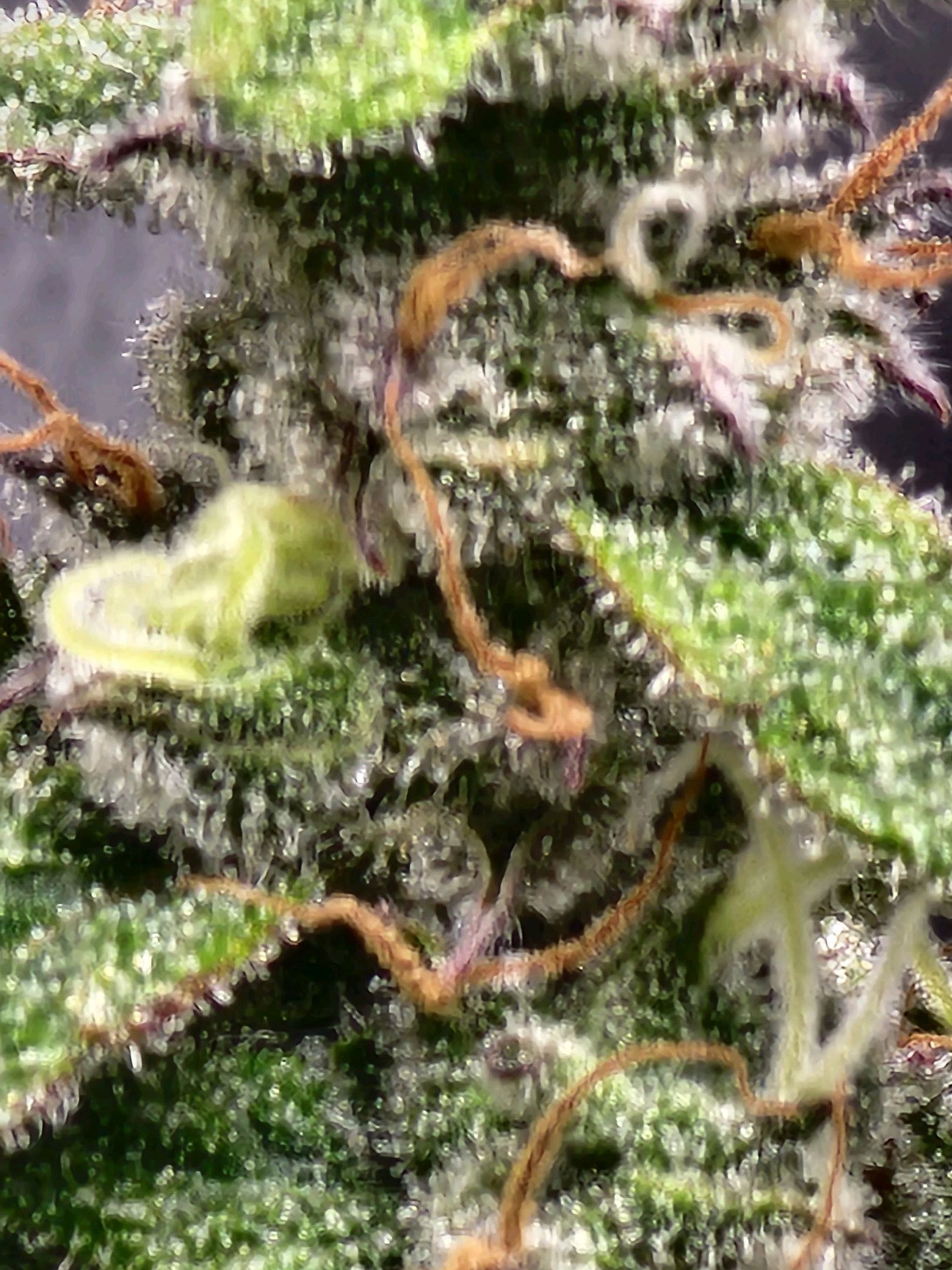 Critical Purple Auto growlog photo 105