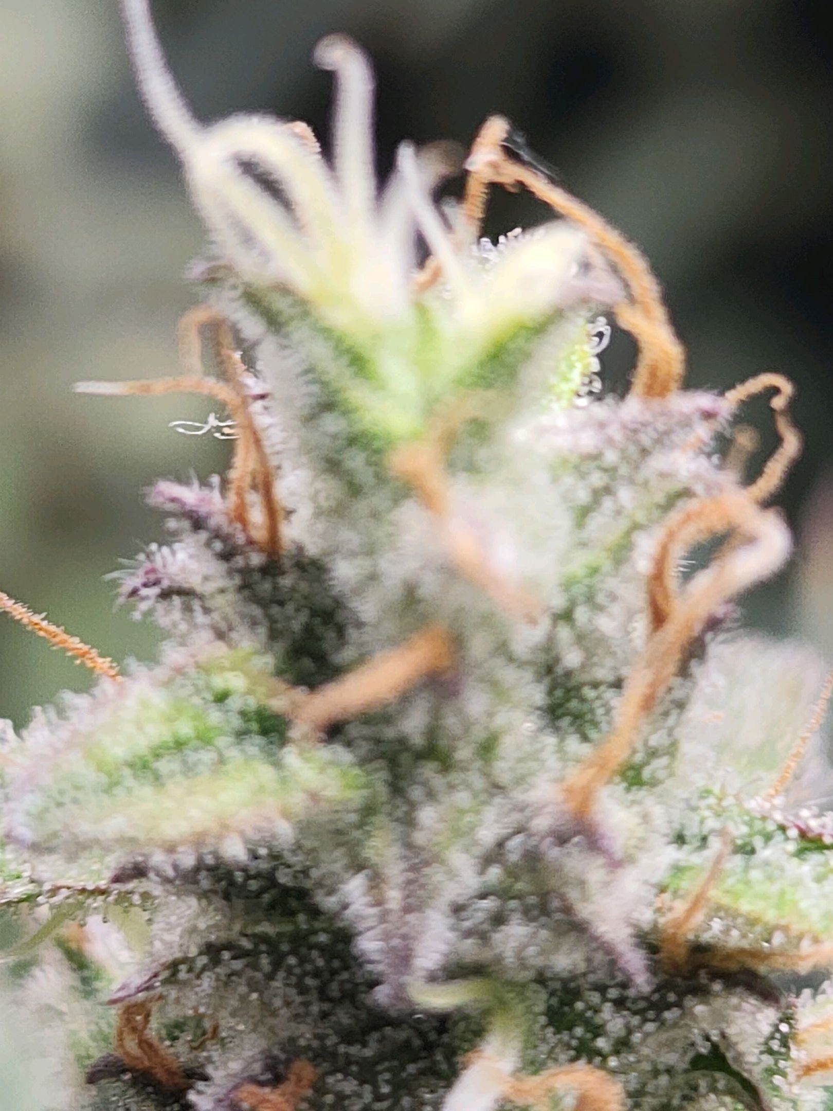 Critical Purple Auto growlog photo 109