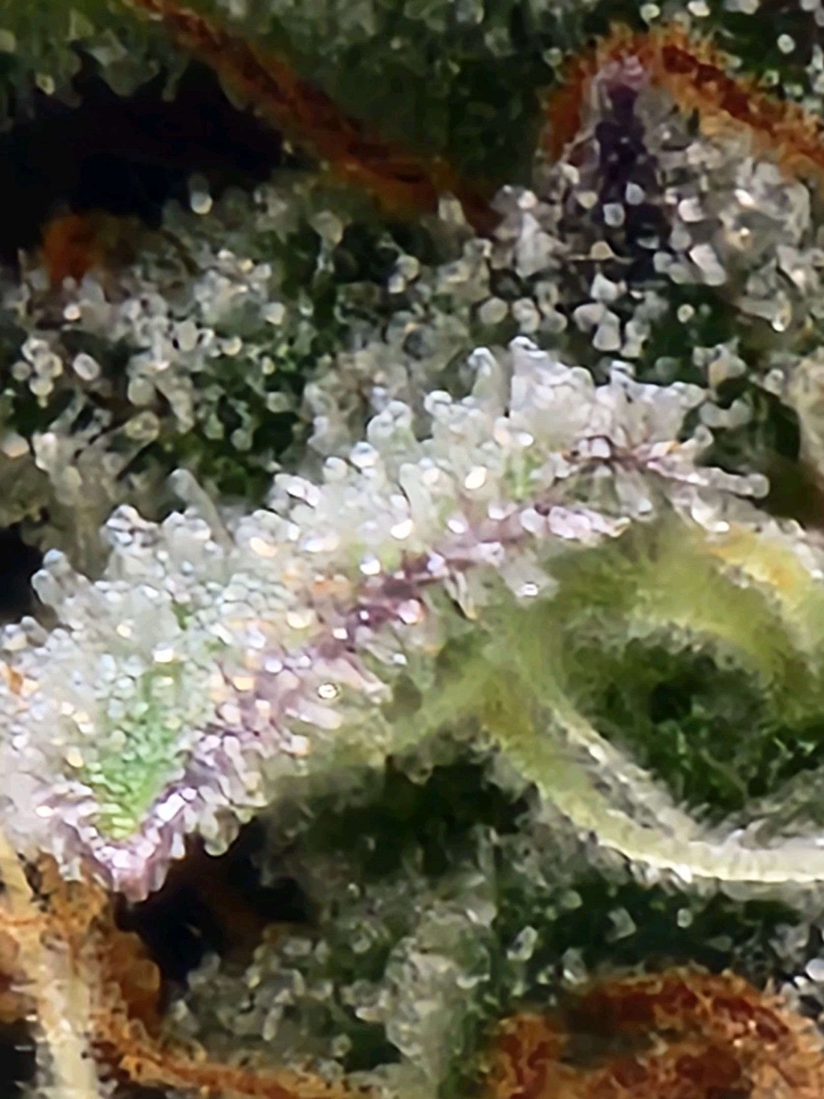 Critical Purple Auto growlog photo 112