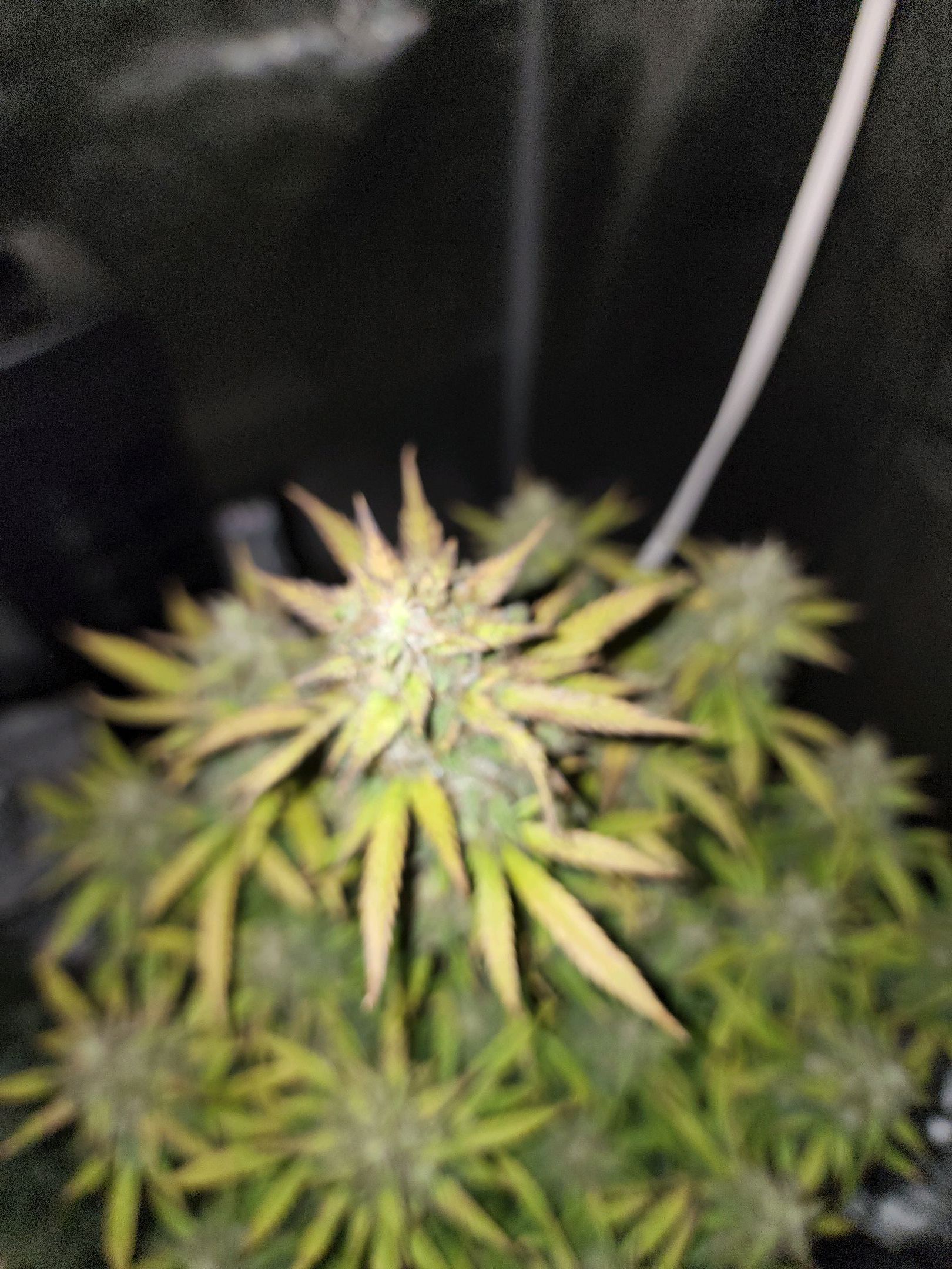 Critical Purple Auto growlog photo 84