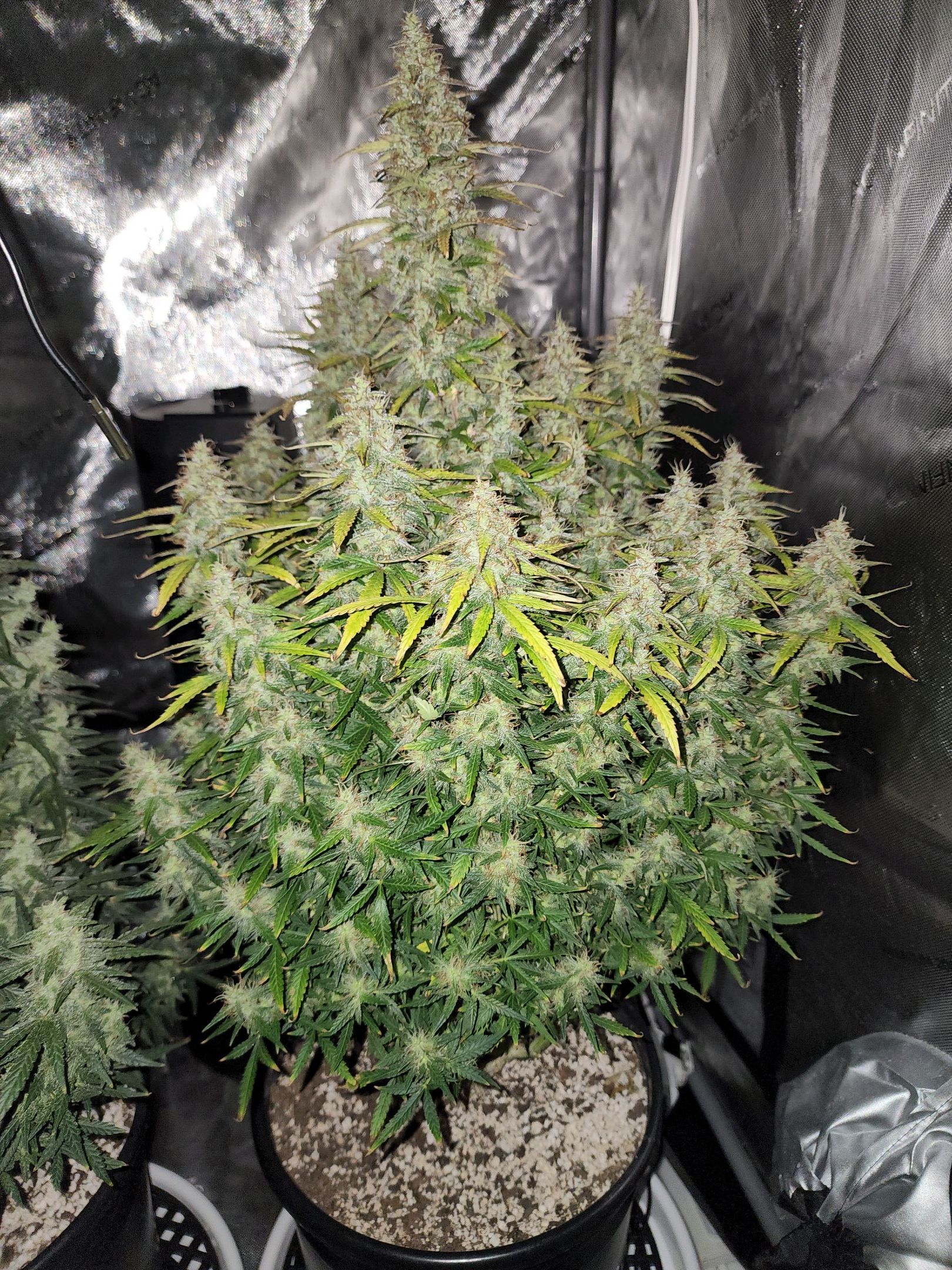 Critical Purple Auto growlog photo 86