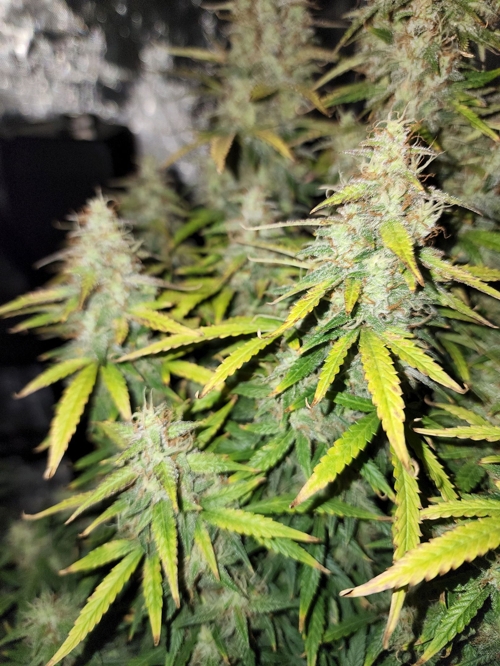 Critical Purple Auto growlog photo 88