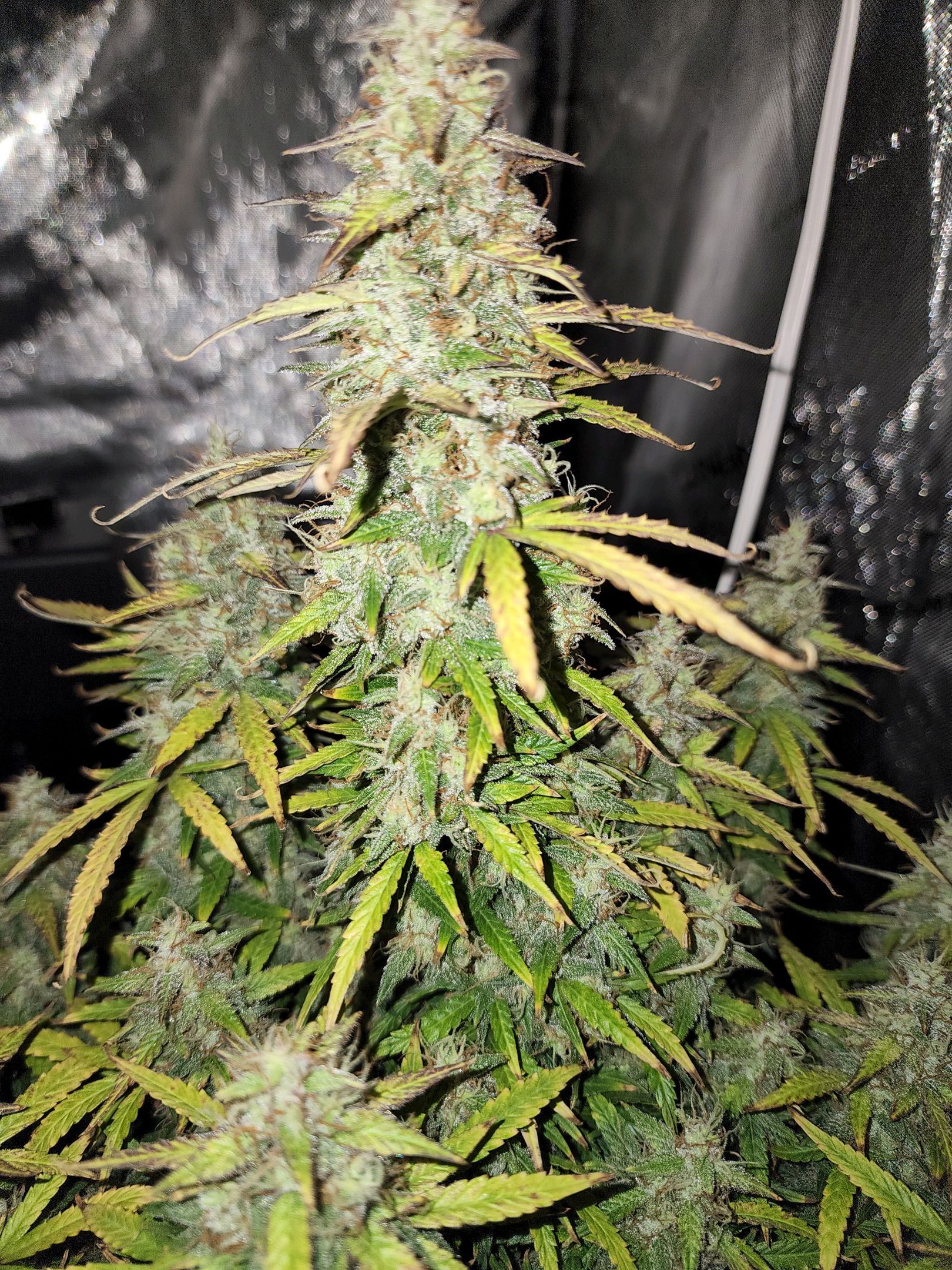 Critical Purple Auto growlog photo 90