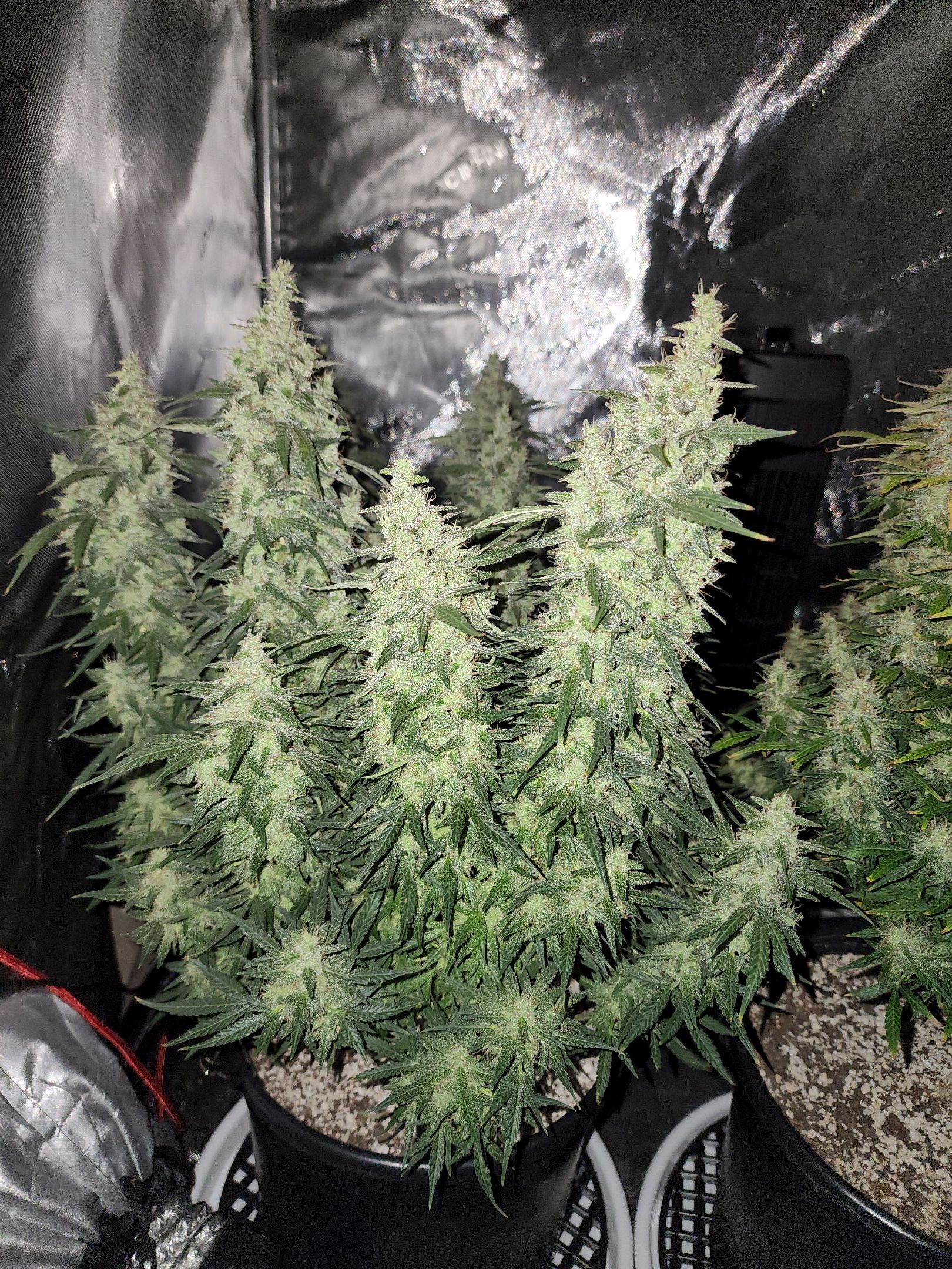 Critical Purple Auto growlog photo 94