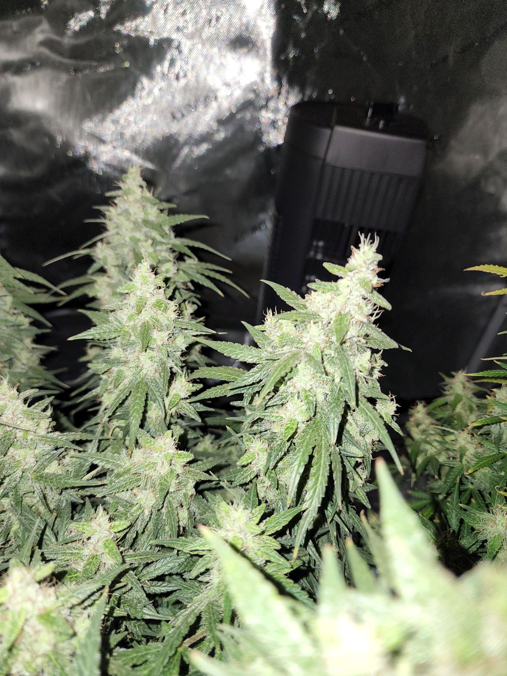 Critical Purple Auto growlog photo 99