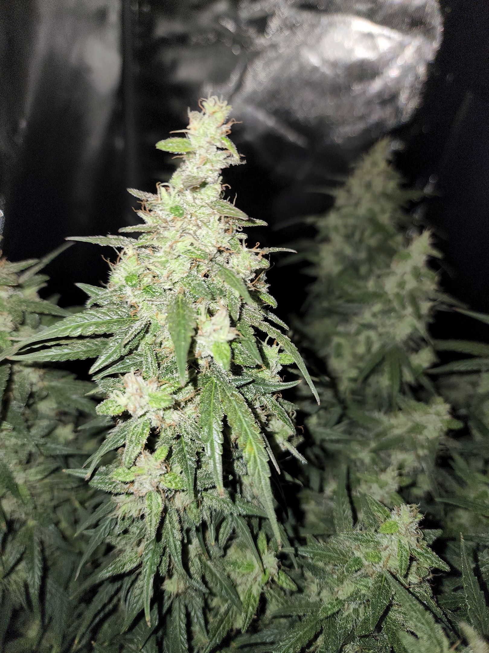 Critical Purple Auto growlog photo 100