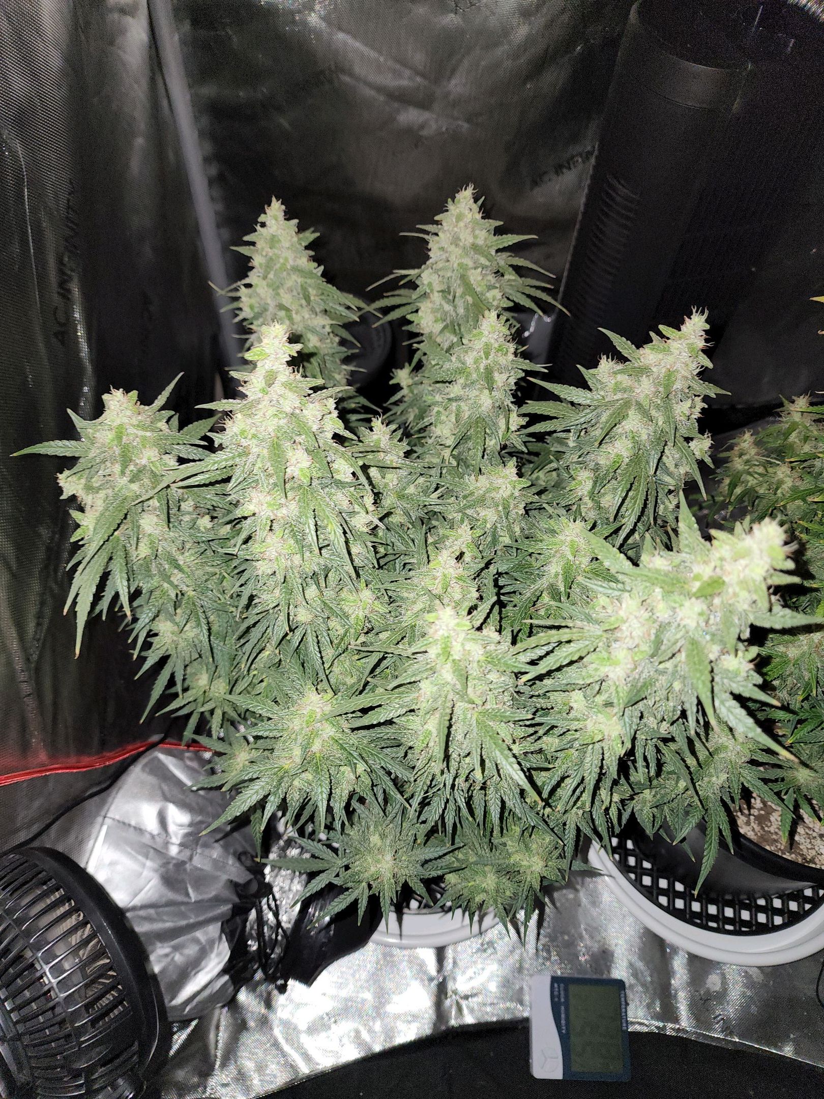 Critical Purple Auto growlog photo 106