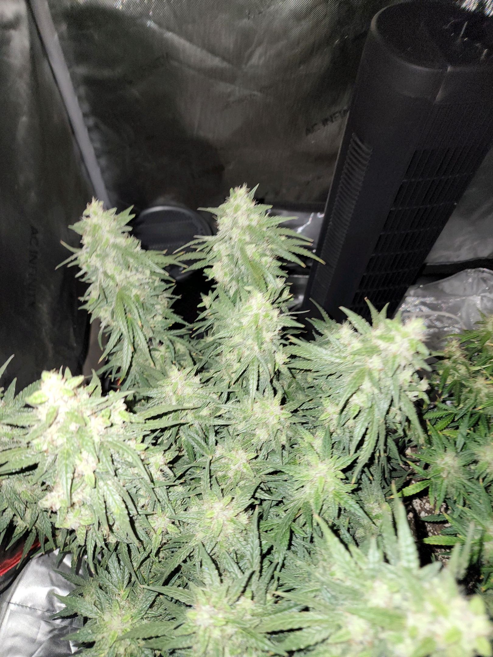 Critical Purple Auto growlog photo 107