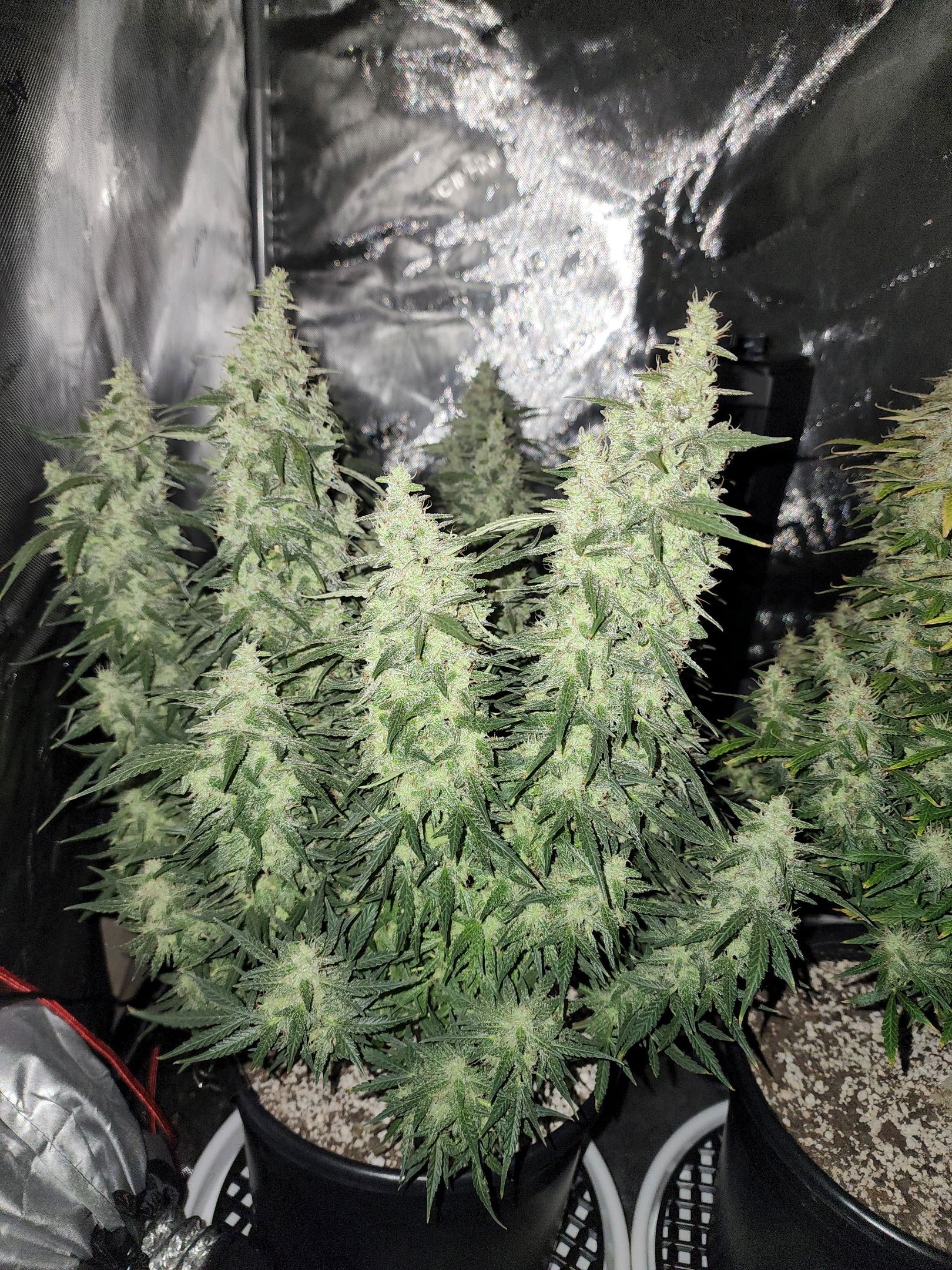 Critical Purple Auto growlog photo 111