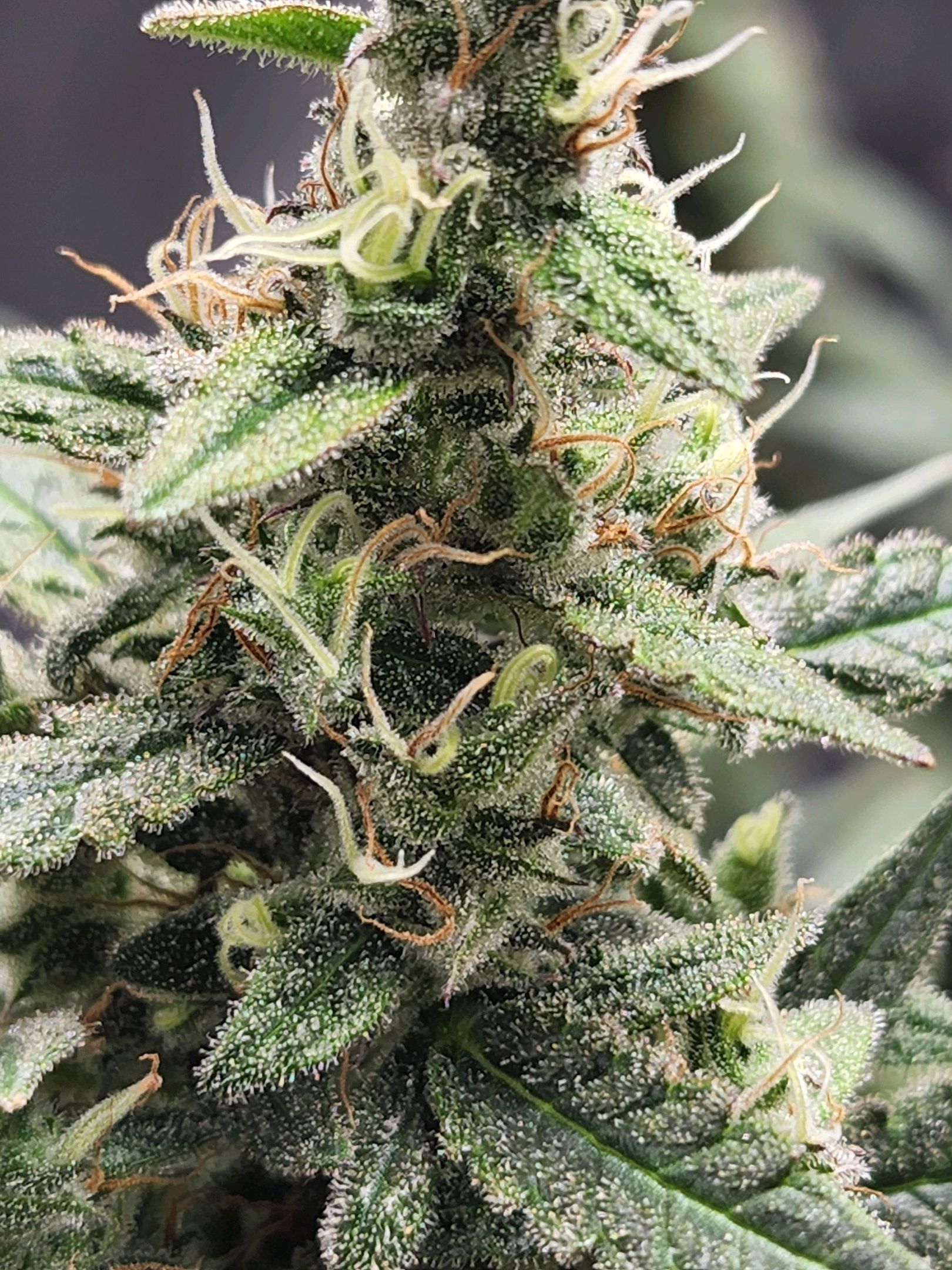 Critical Purple Auto growlog photo 114