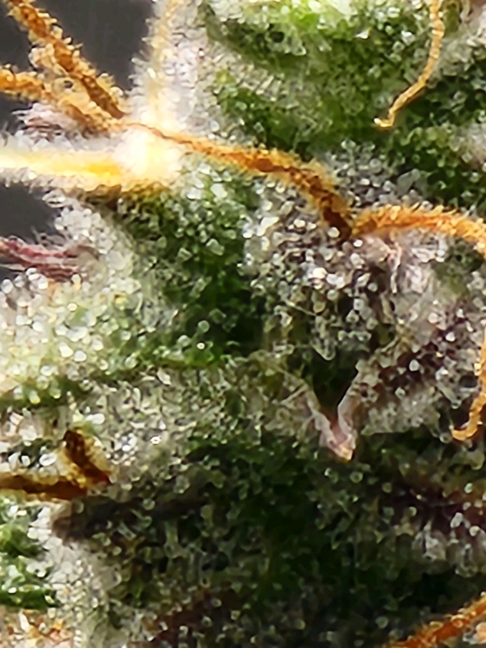 Critical Purple Auto growlog photo 118