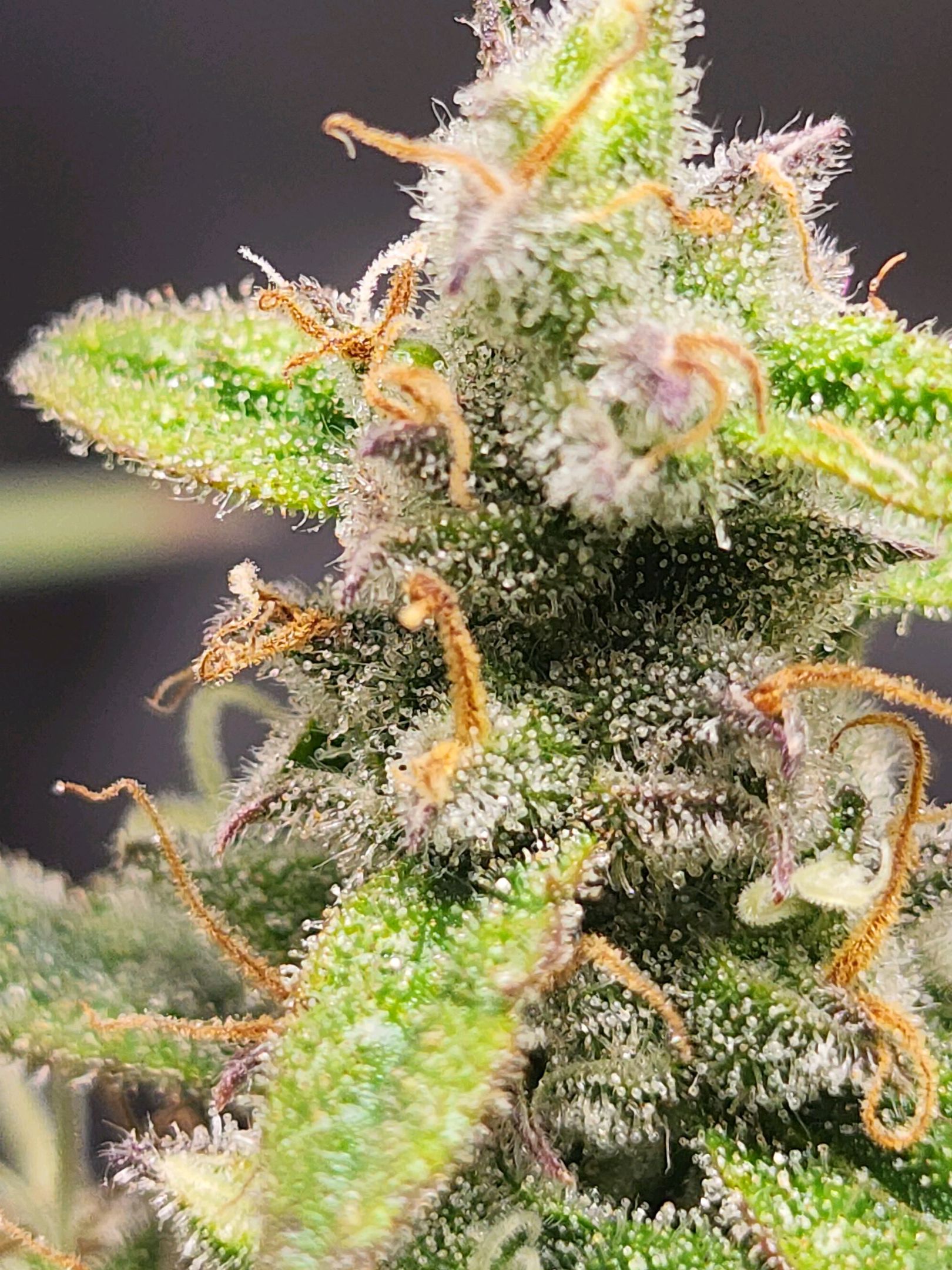 Critical Purple Auto growlog photo 120