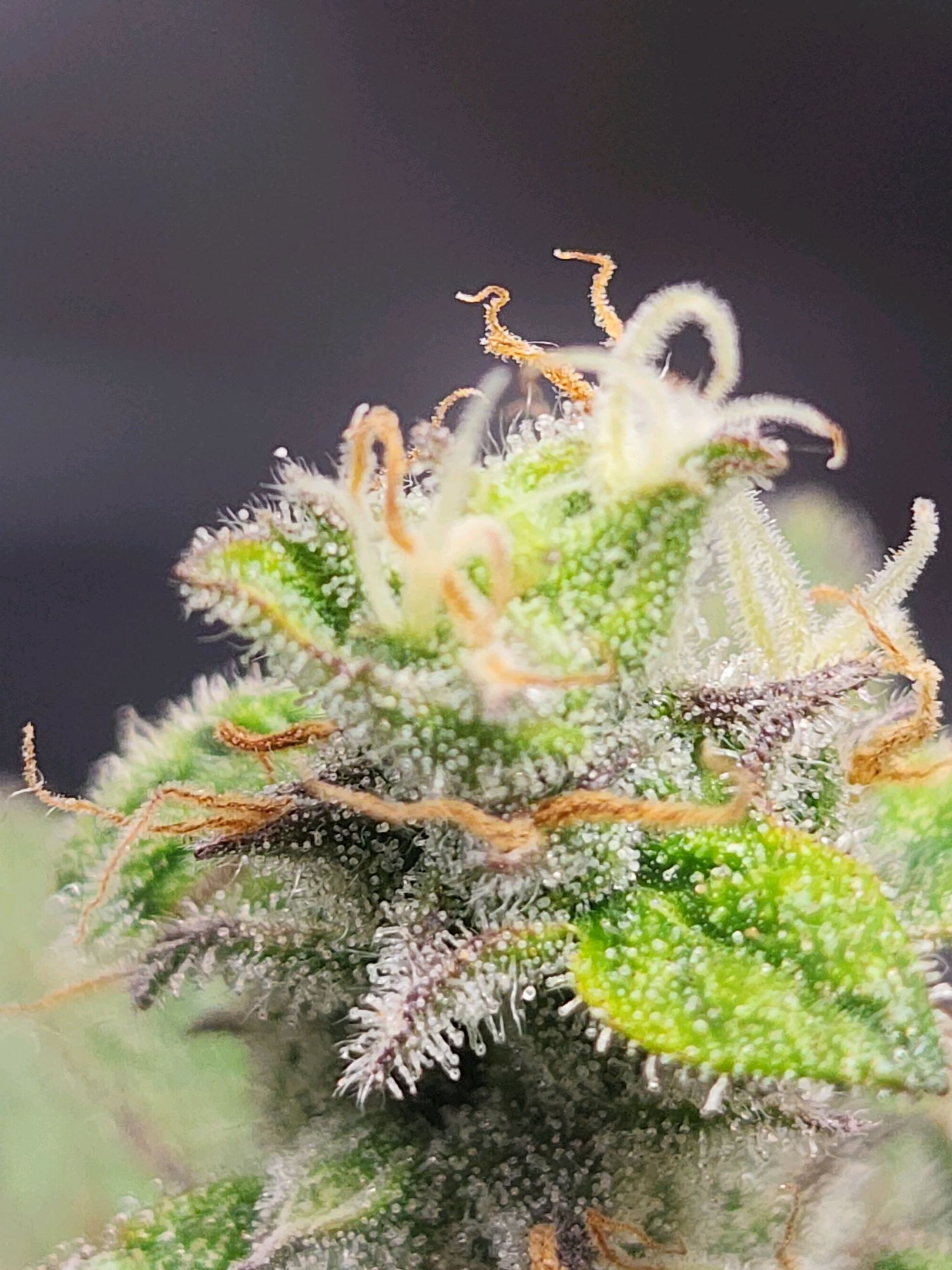 Critical Purple Auto growlog photo 123