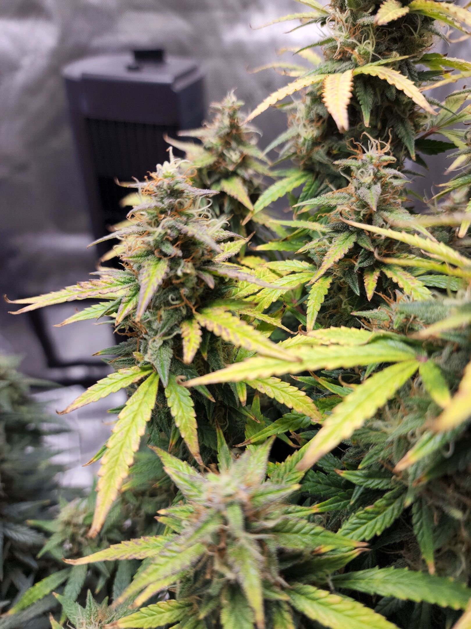 Critical Purple Auto growlog photo 126