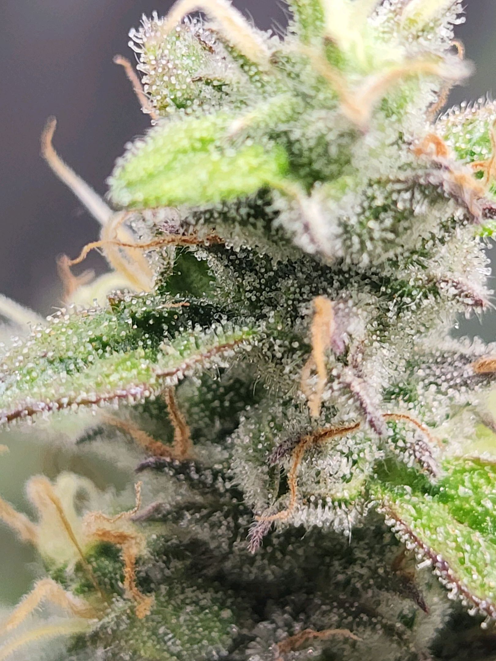 Critical Purple Auto growlog photo 128