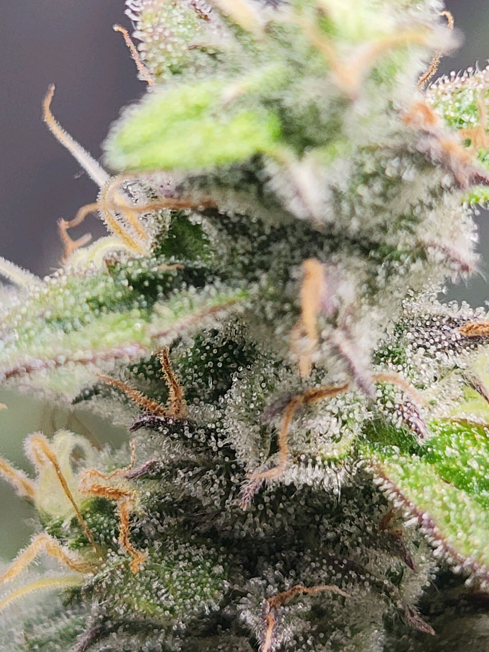 Critical Purple Auto growlog photo 129