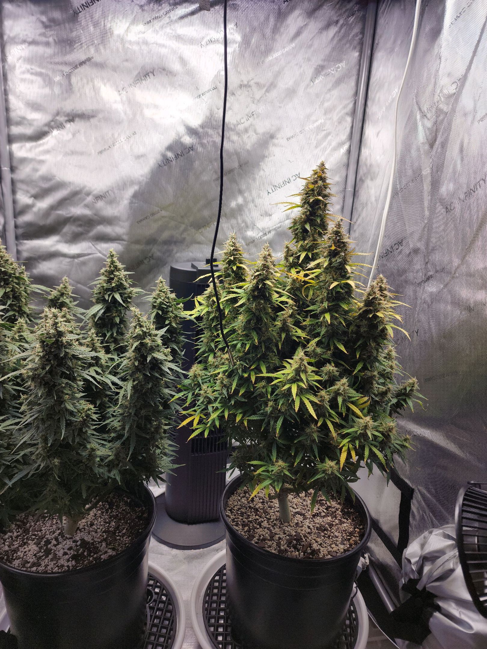 Critical Purple Auto growlog photo 116