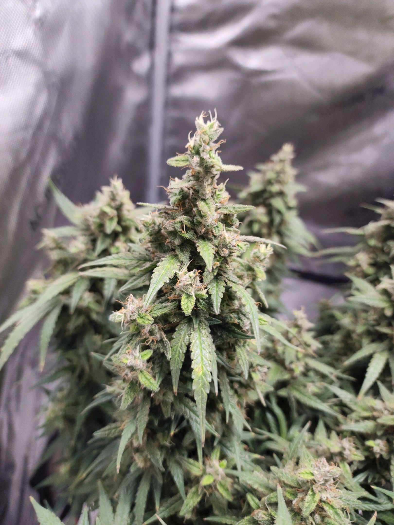 Critical Purple Auto growlog photo 117