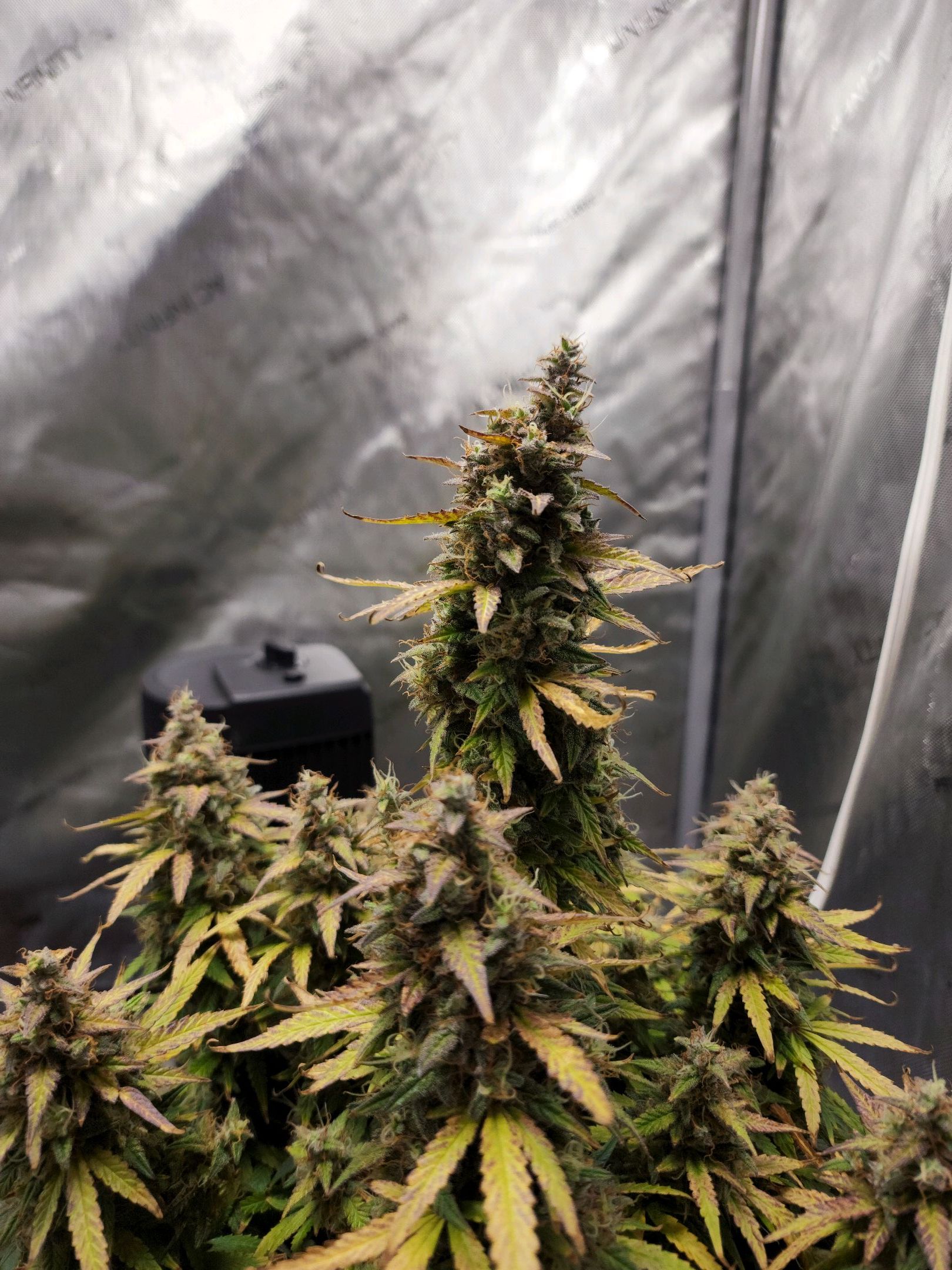 Critical Purple Auto growlog photo 121