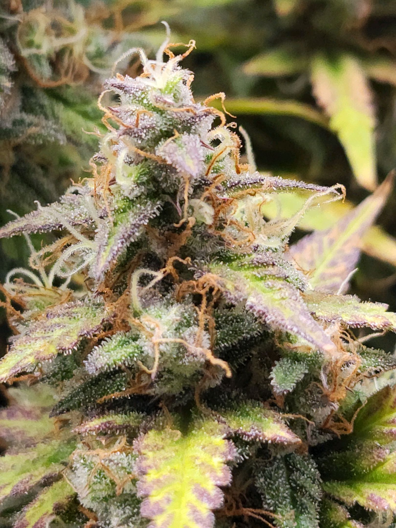 Critical Purple Auto growlog photo 122
