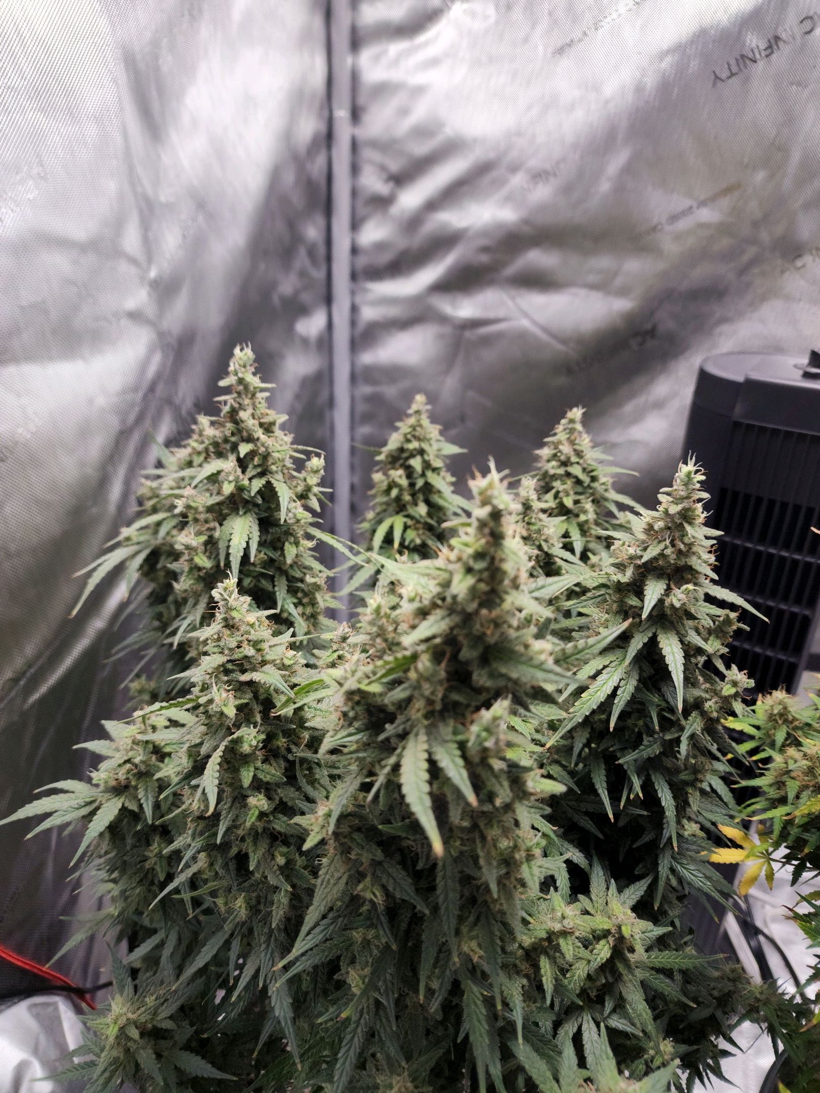 Critical Purple Auto growlog photo 124