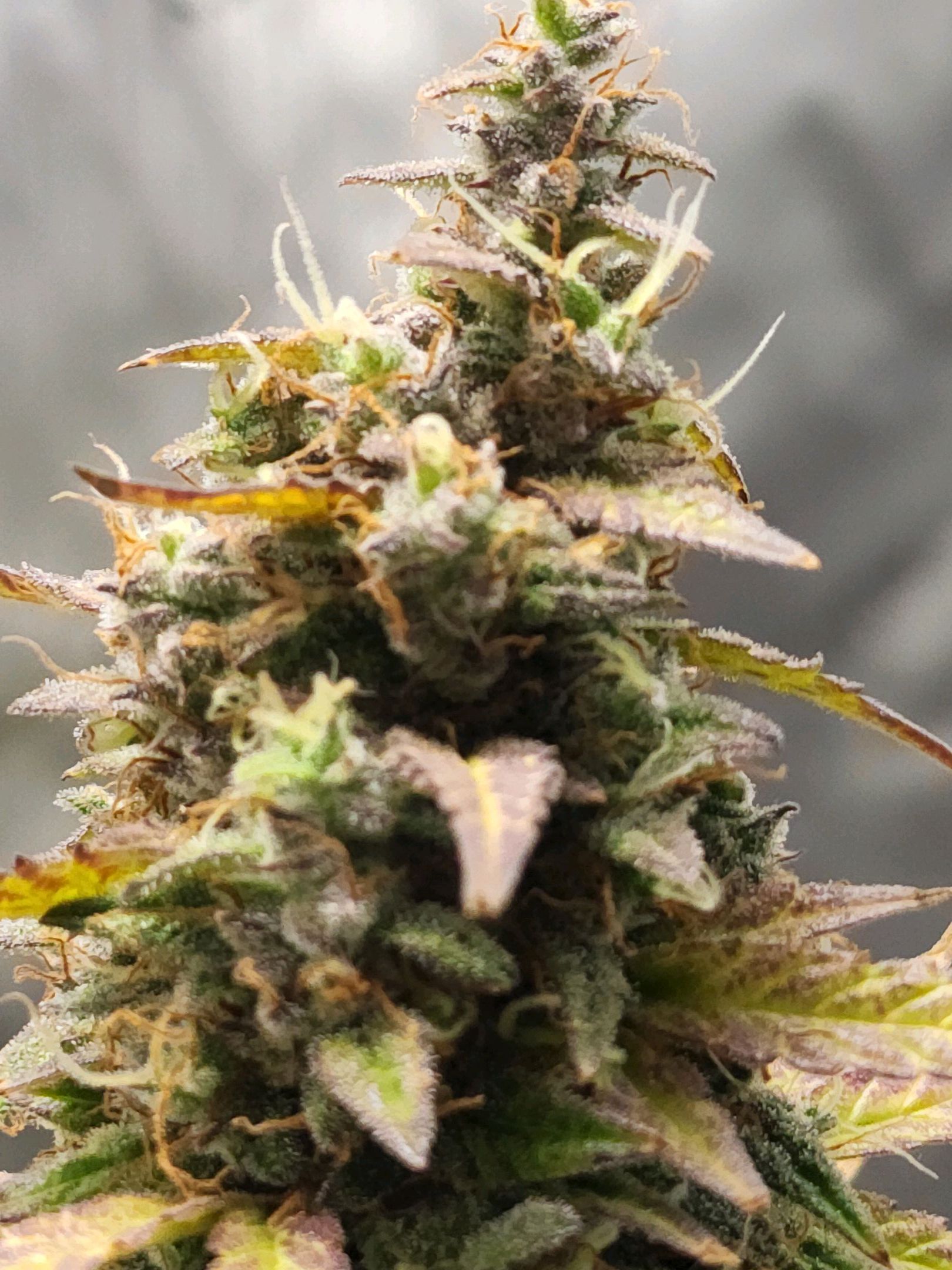 Critical Purple Auto growlog photo 125