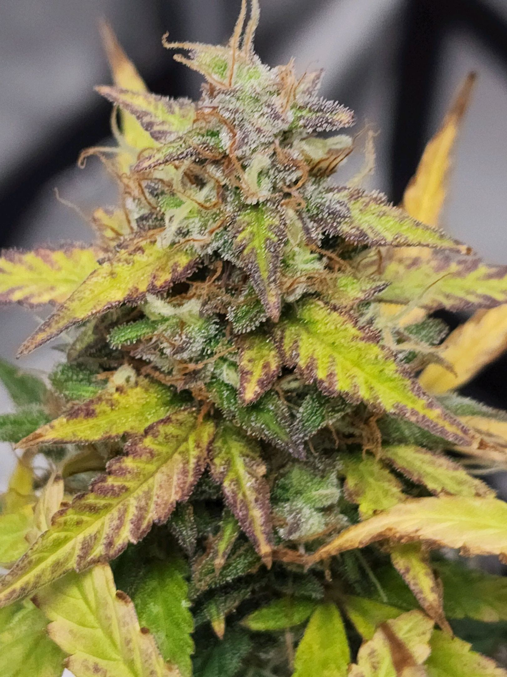 Critical Purple Auto growlog photo 127