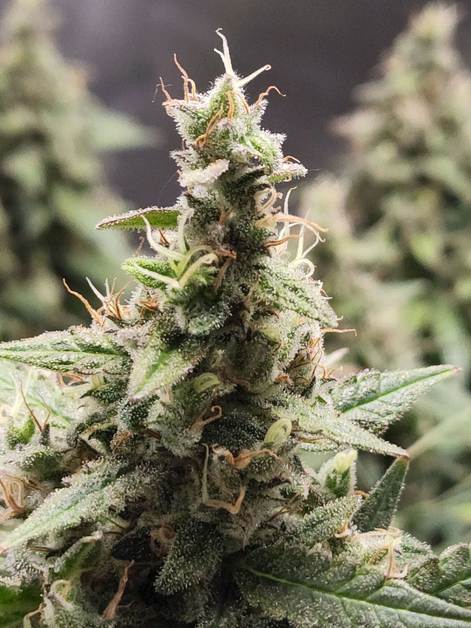 Critical Purple Auto growlog photo 131