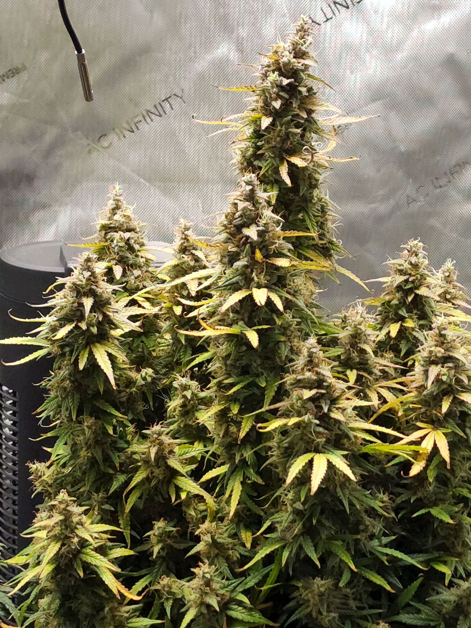 Critical Purple Auto growlog photo 132