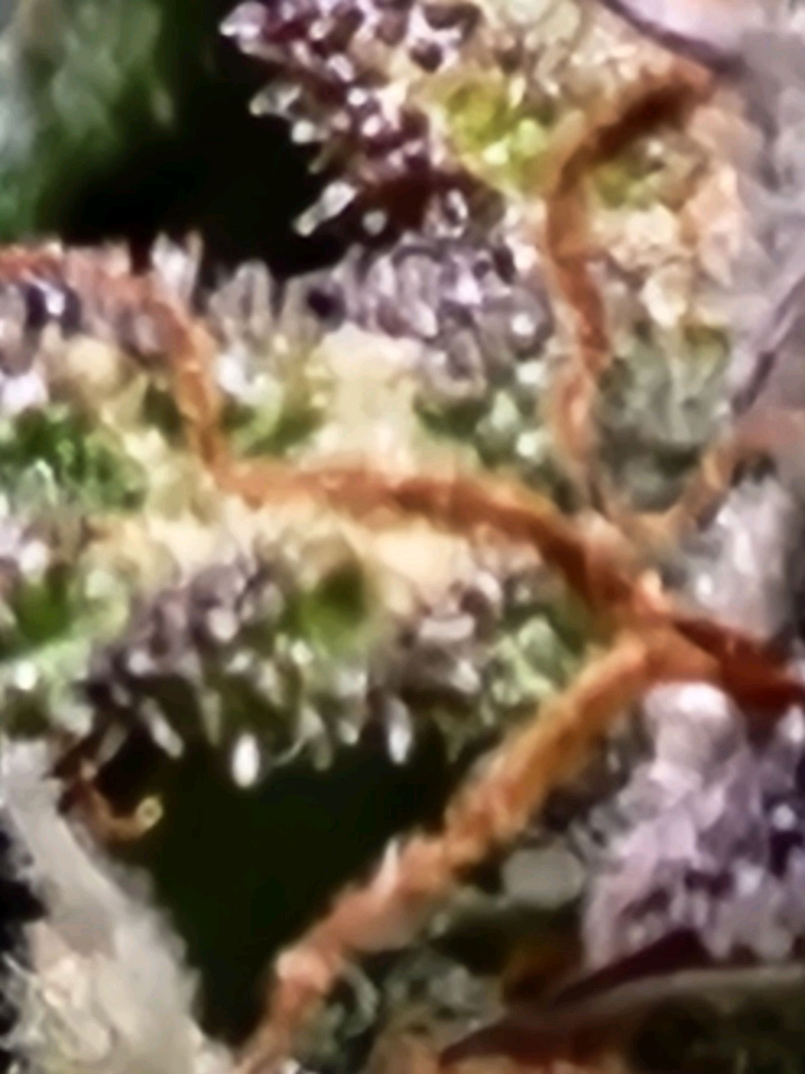 Critical Purple Auto growlog photo 138