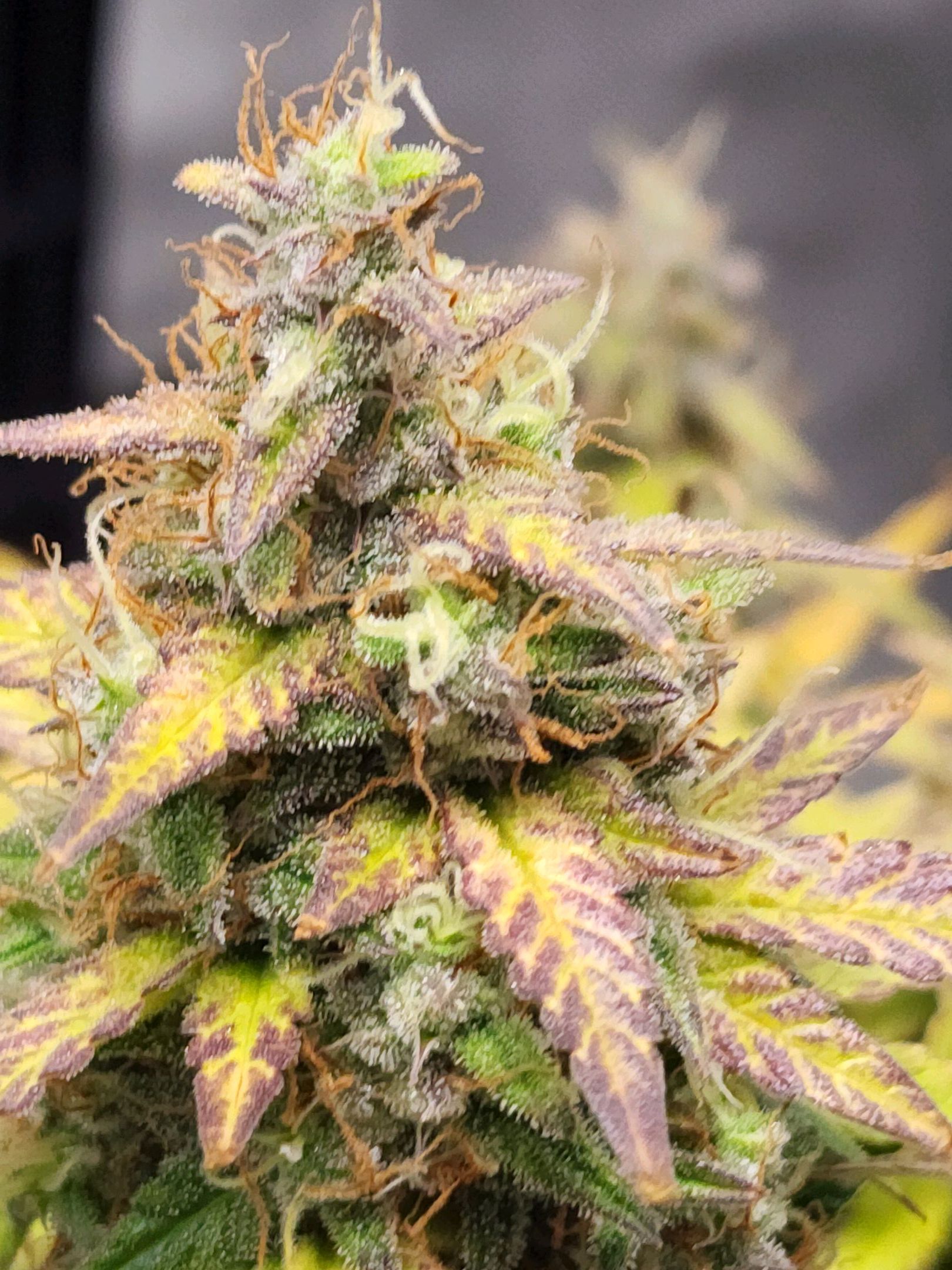 Critical Purple Auto growlog photo 139