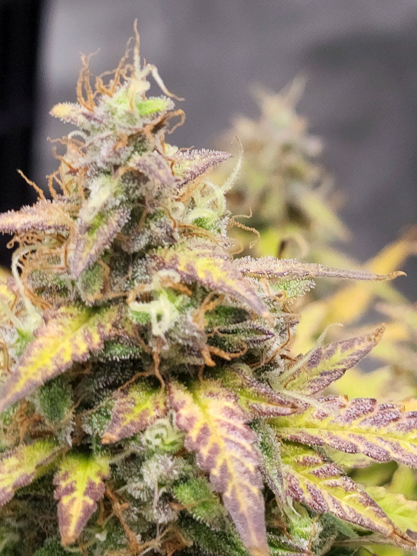 Critical Purple Auto growlog photo 142