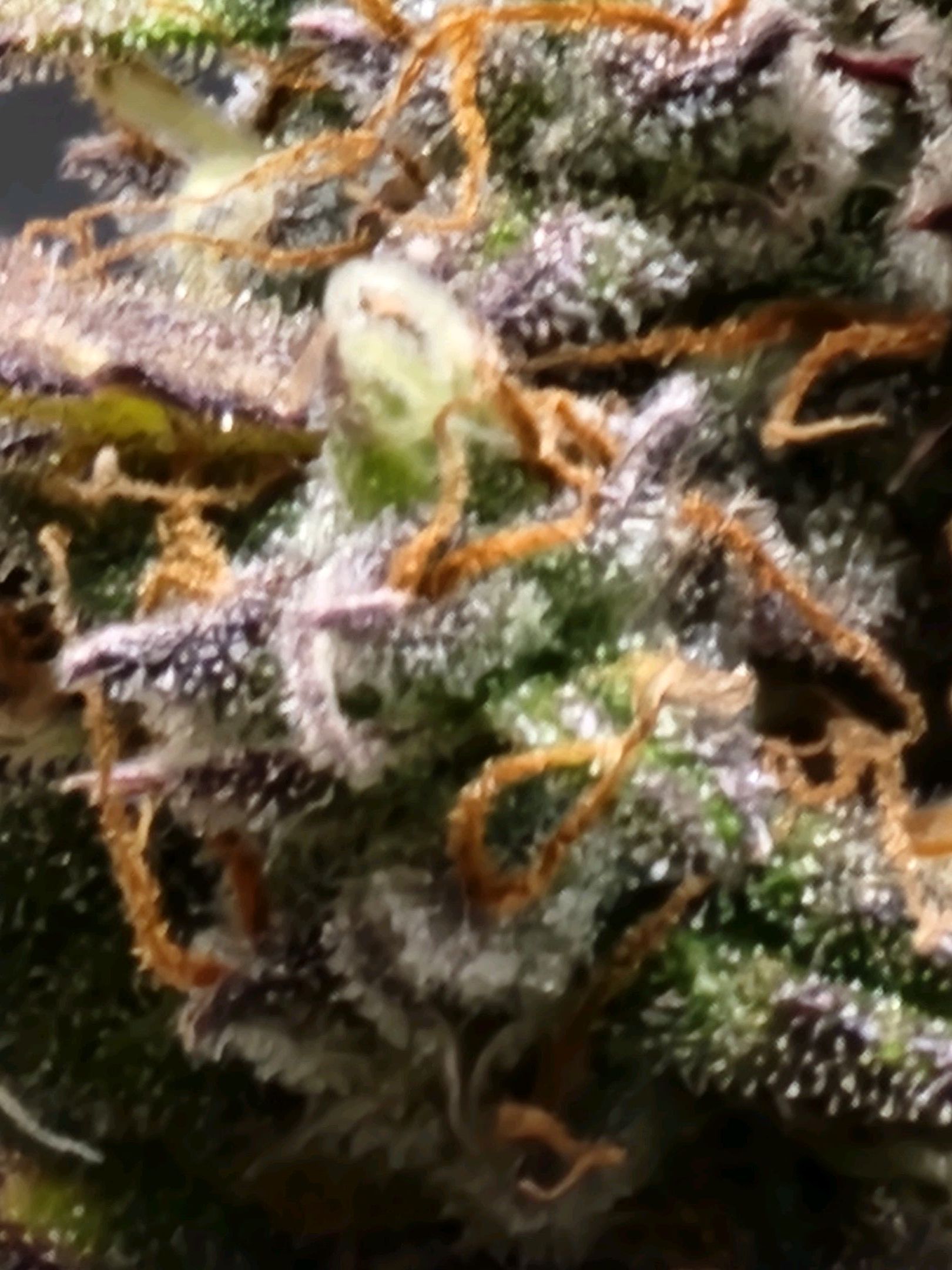 Critical Purple Auto growlog photo 146