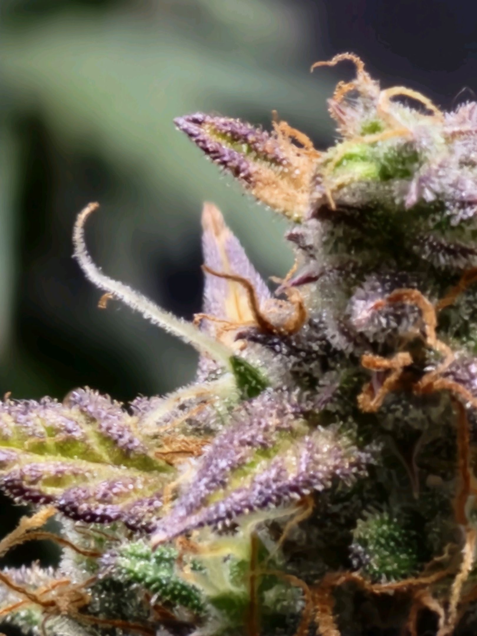 Critical Purple Auto growlog photo 150