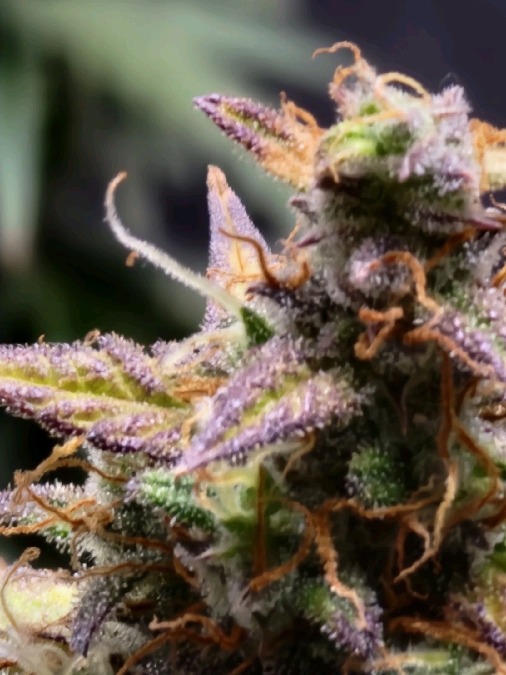 Critical Purple Auto growlog photo 151