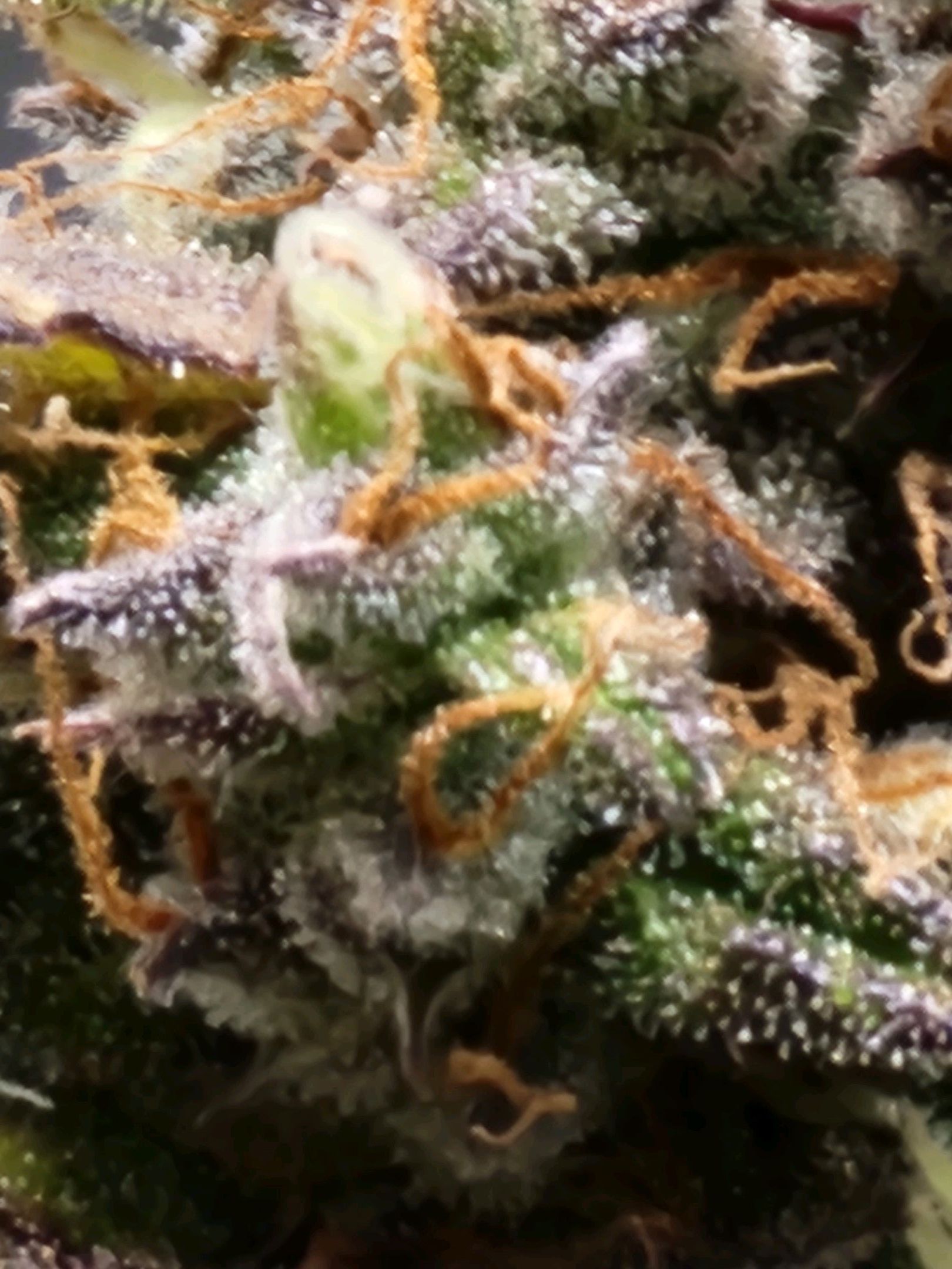 Critical Purple Auto growlog photo 155