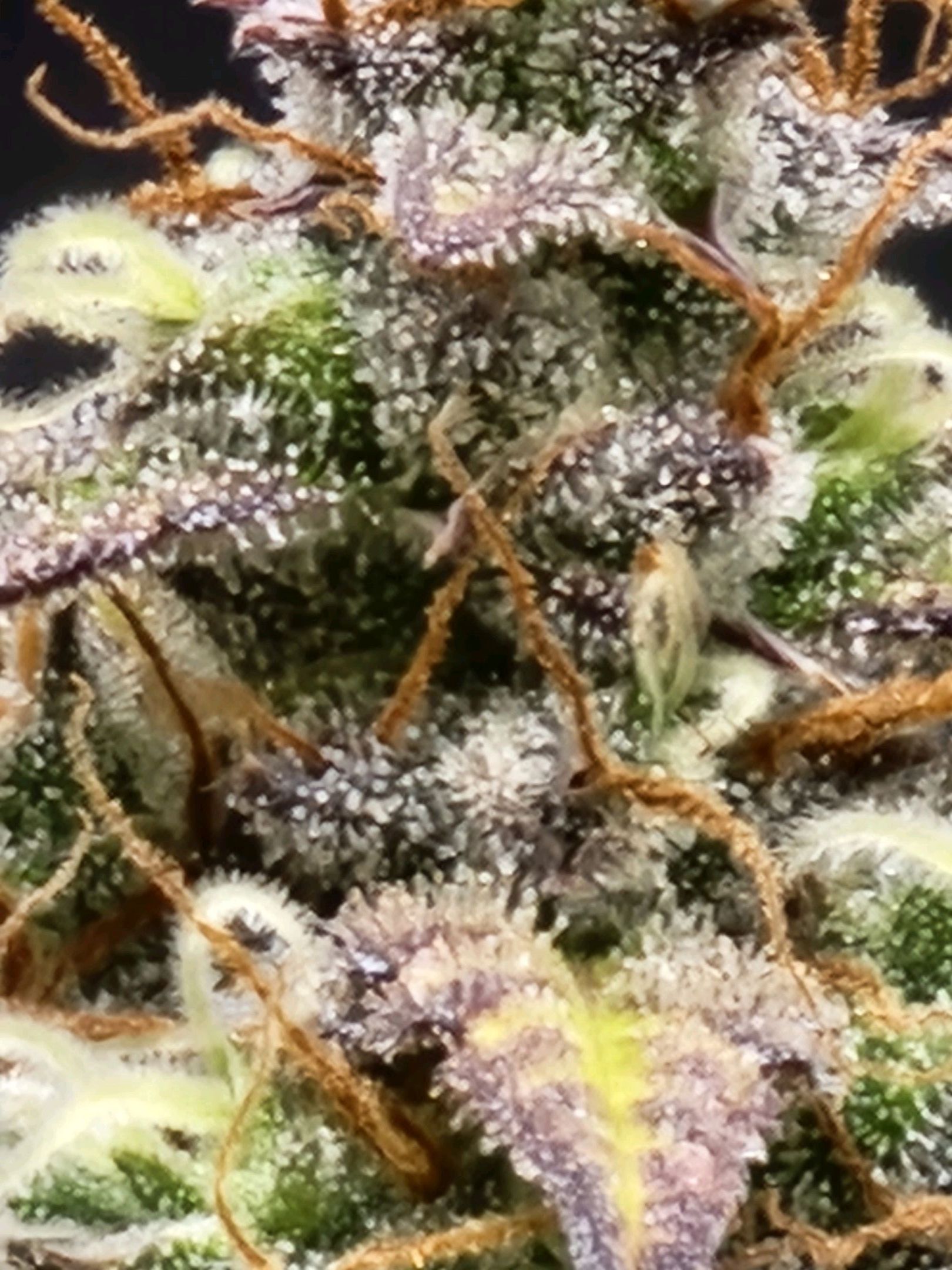Critical Purple Auto growlog photo 159