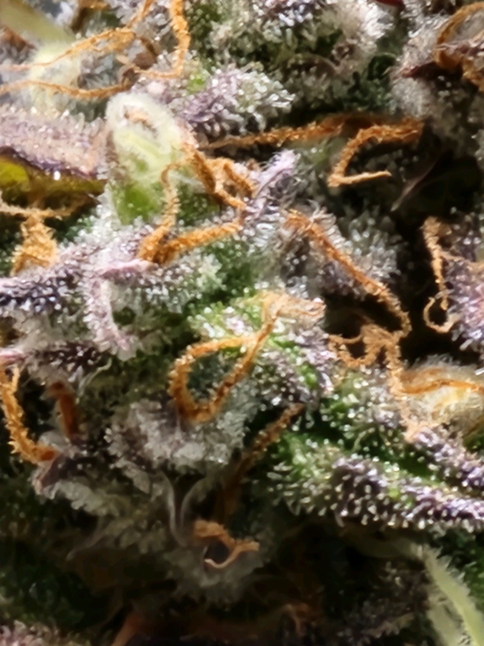 Critical Purple Auto growlog photo 162