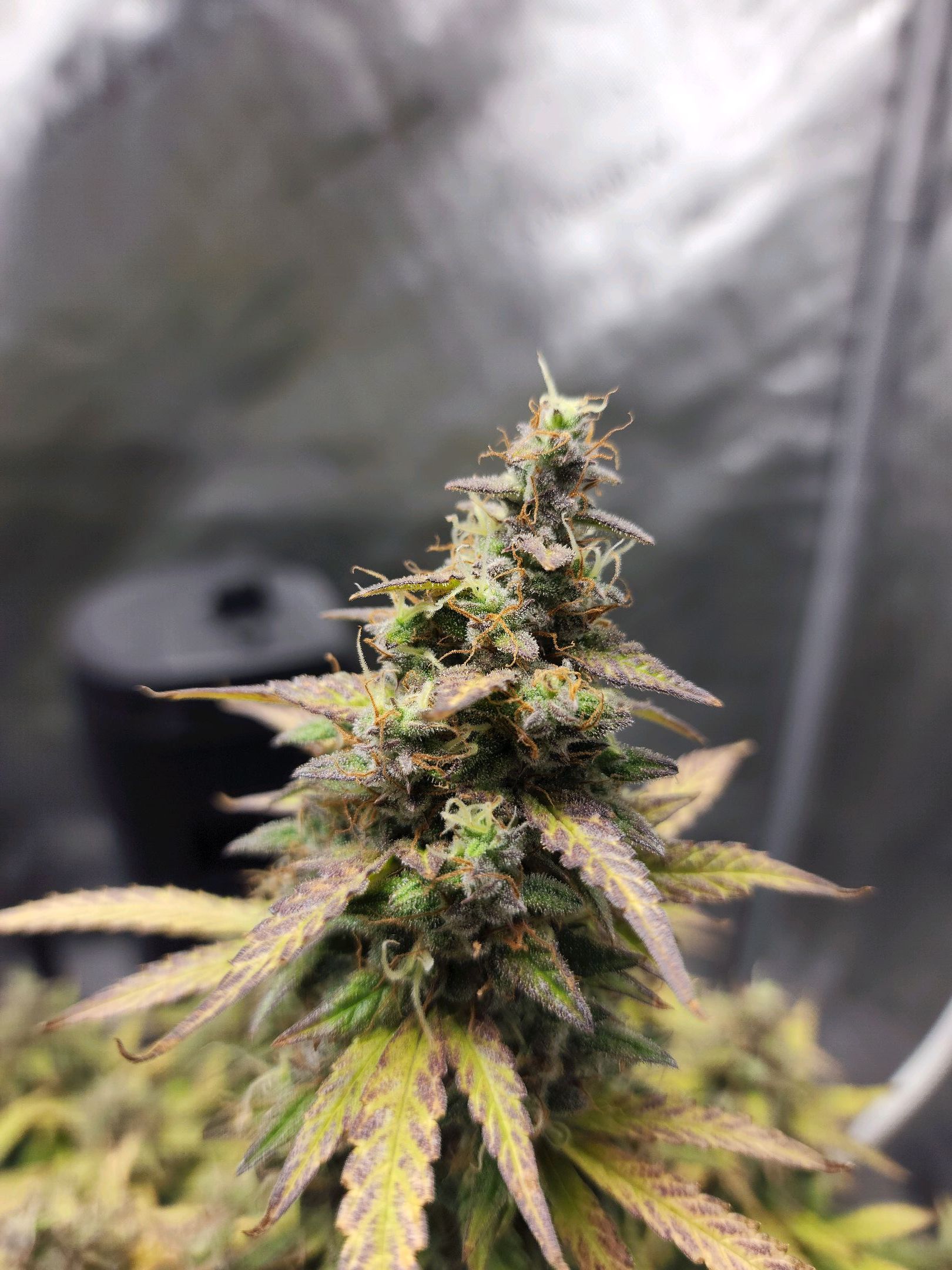 Critical Purple Auto growlog photo 135