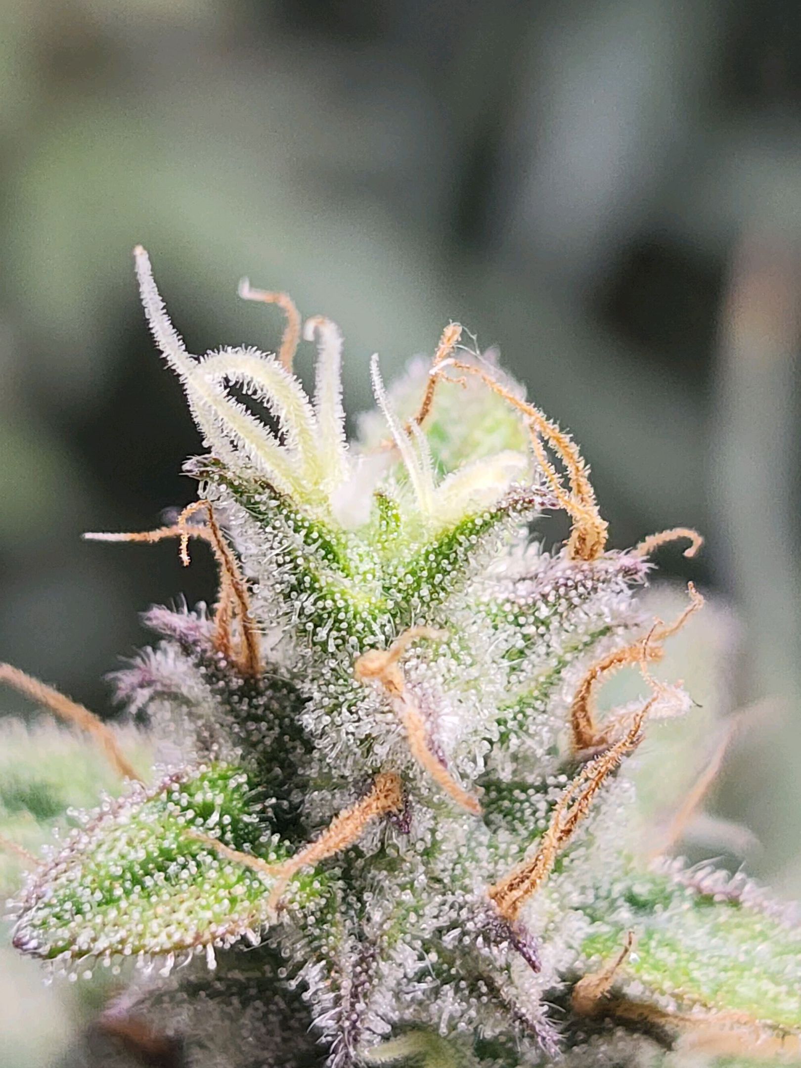 Critical Purple Auto growlog photo 140