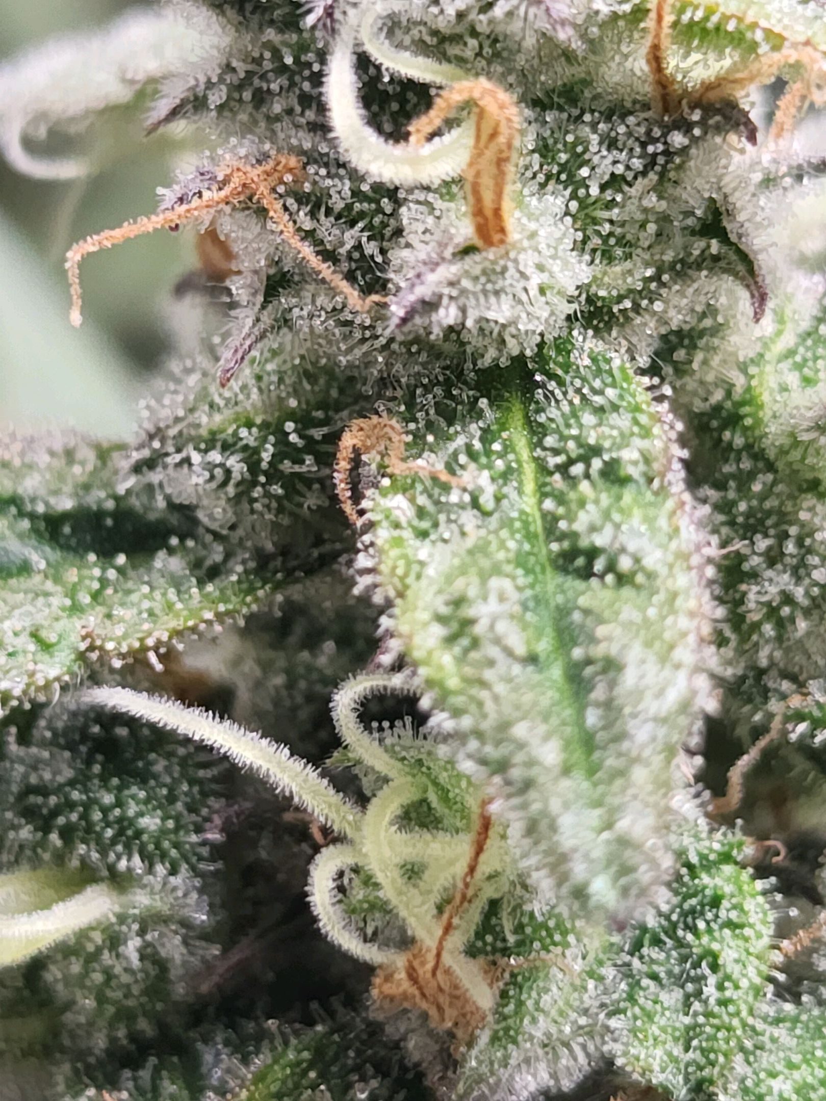 Critical Purple Auto growlog photo 141