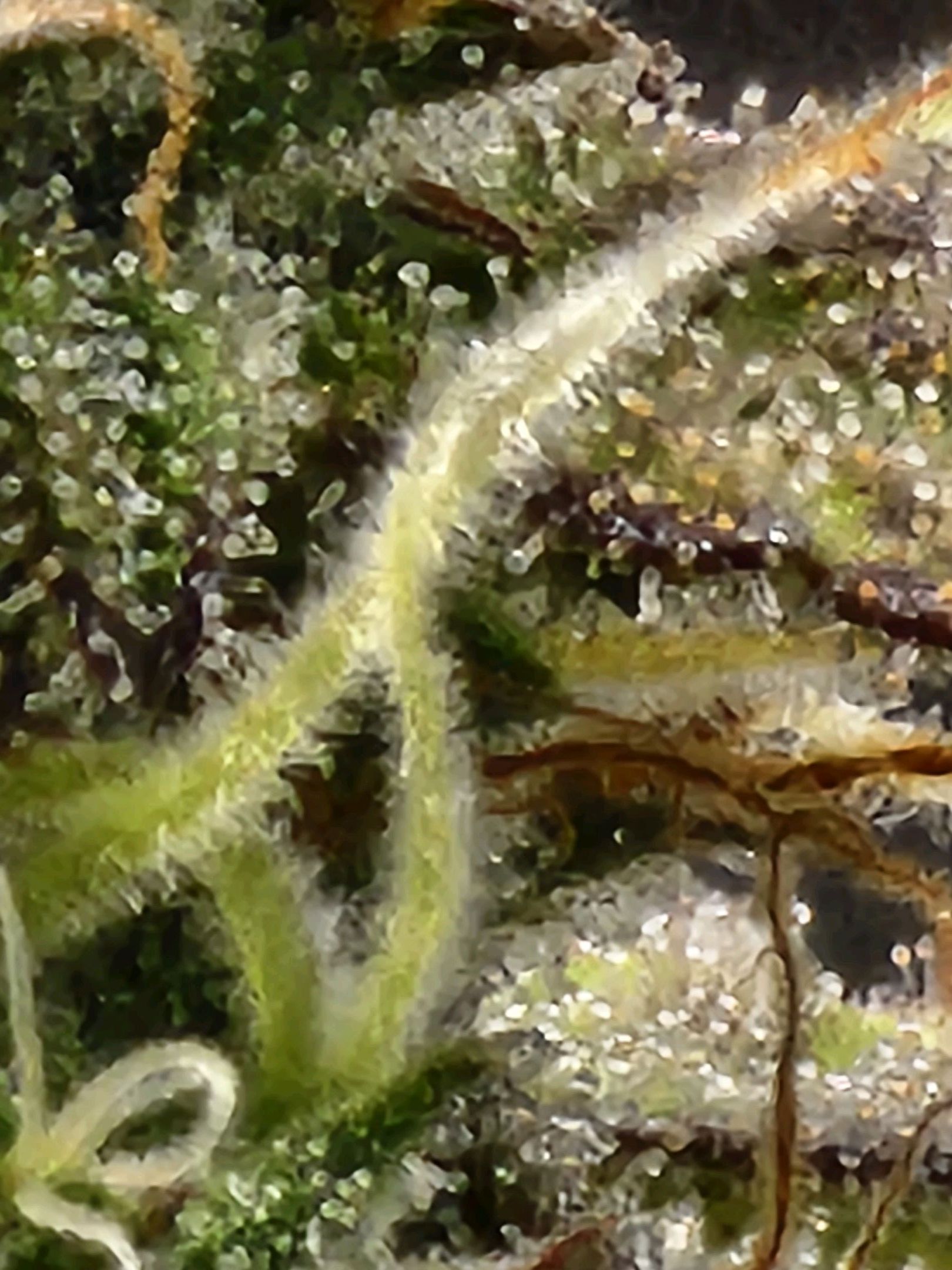 Critical Purple Auto growlog photo 143