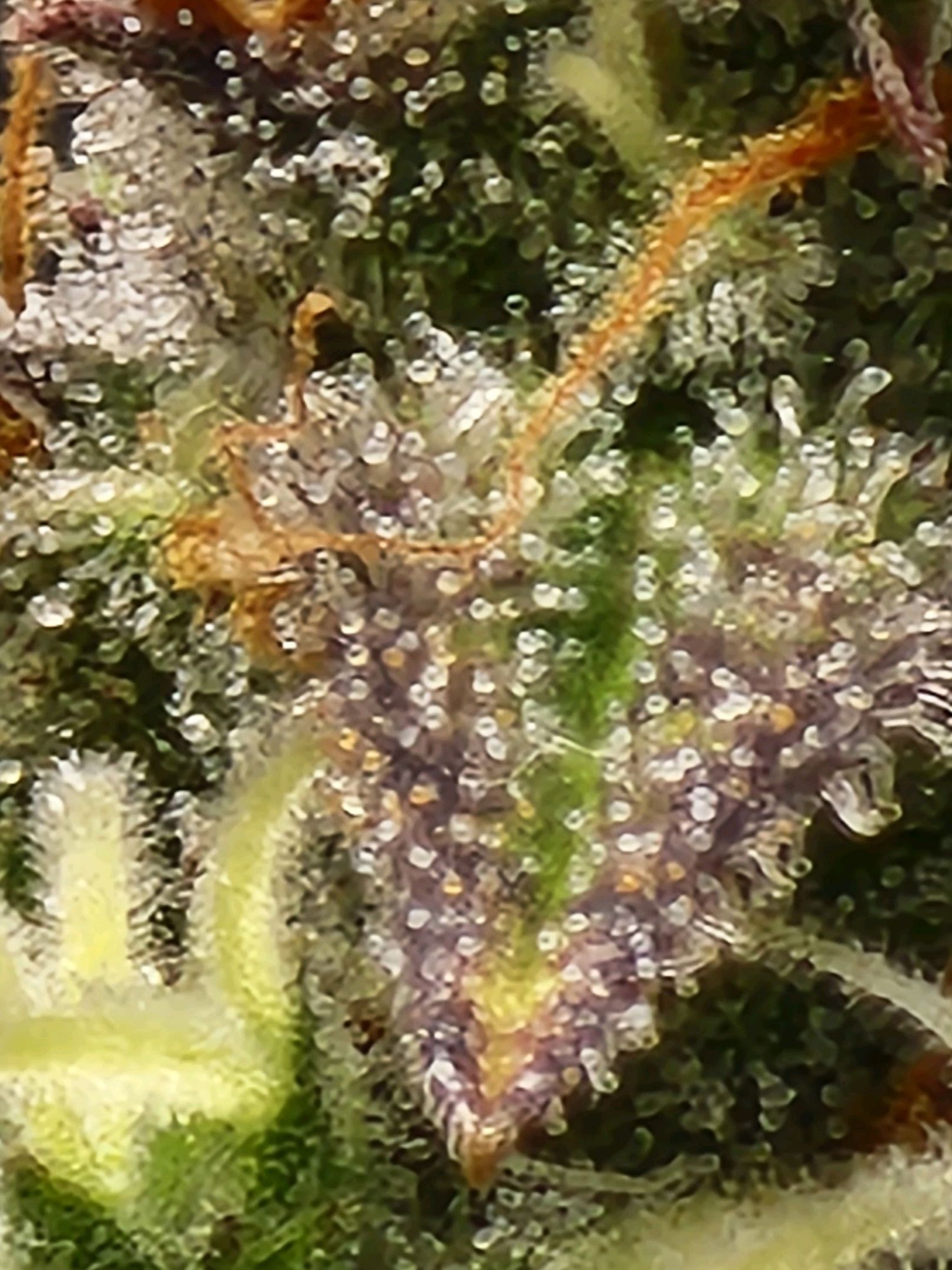 Critical Purple Auto growlog photo 149