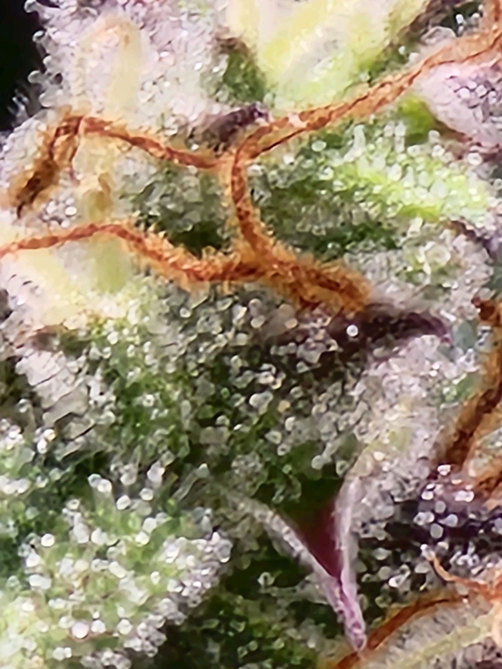 Critical Purple Auto growlog photo 154