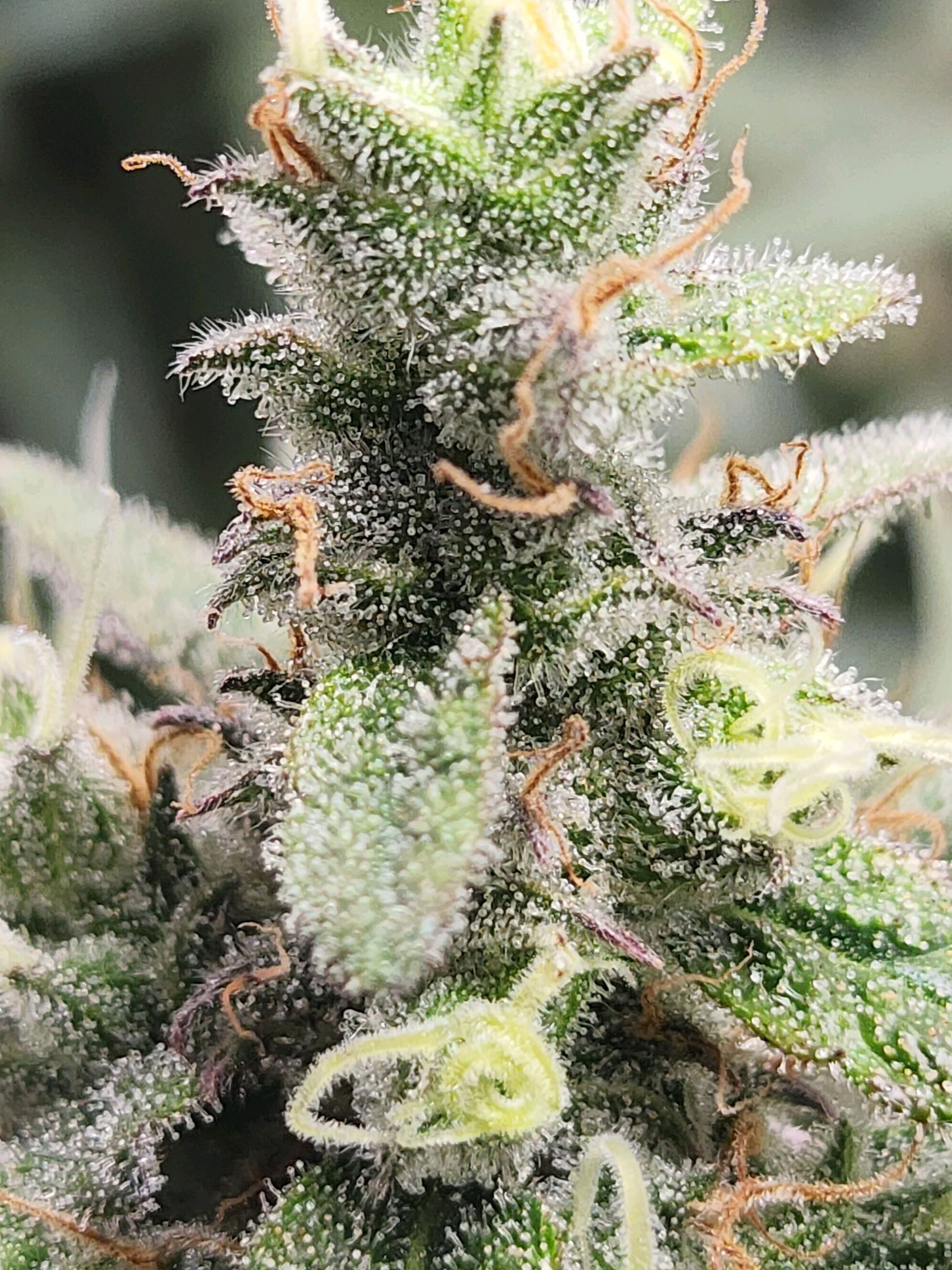 Critical Purple Auto growlog photo 157