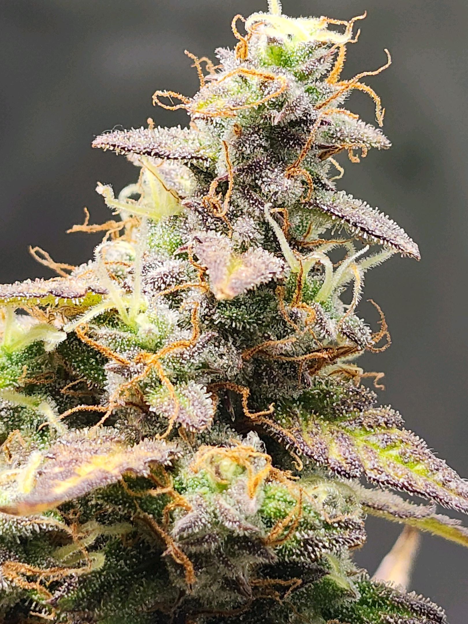 Critical Purple Auto growlog photo 160