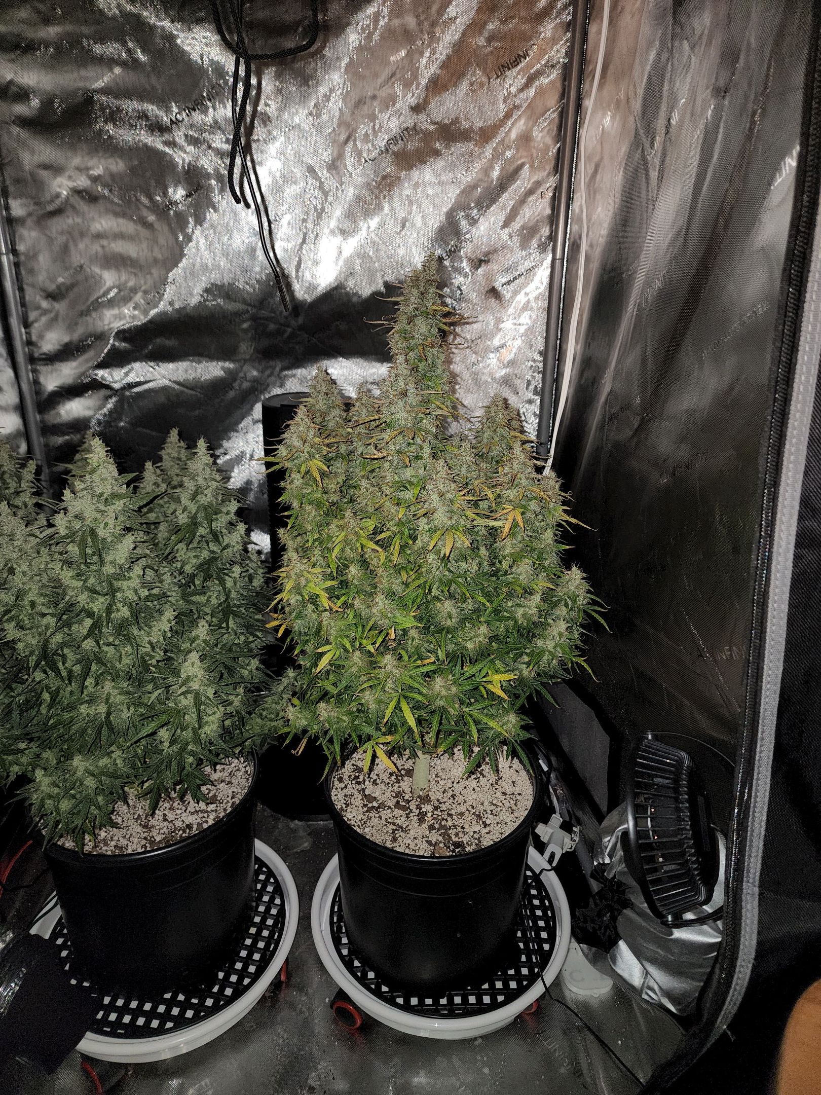 Critical Purple Auto growlog photo 133
